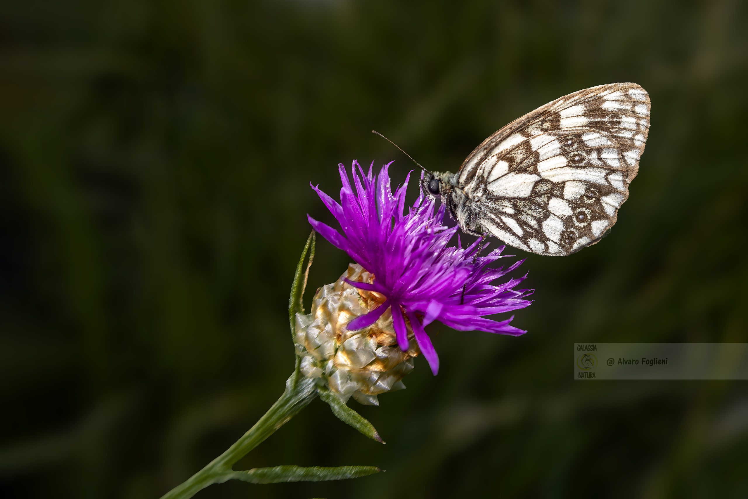 Scopri i colori vibranti e la delicata bellezza dei fiori alpini nei prati di montagna, creando composizioni accattivanti.