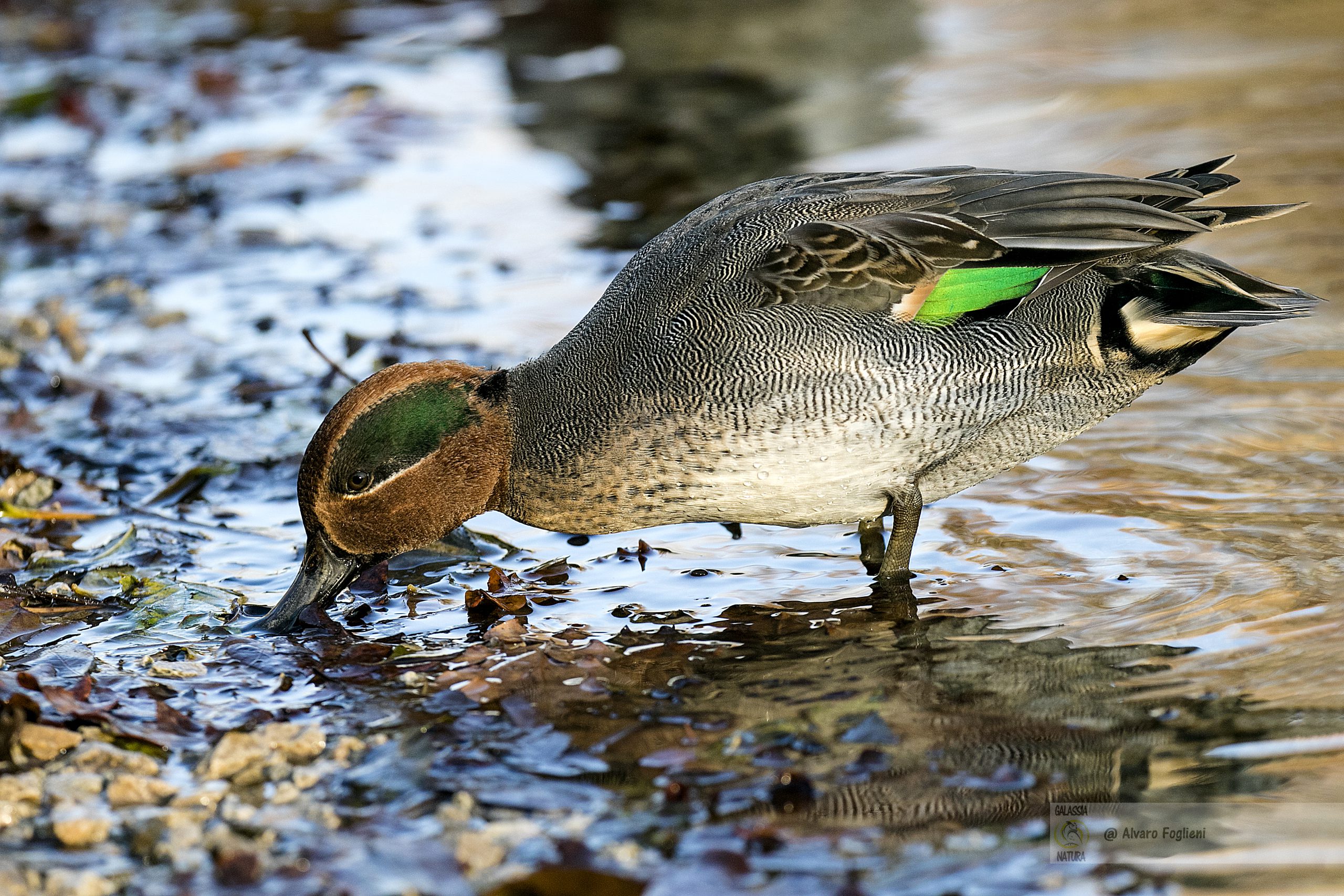 Impara a riconoscere i rituali unici e ottieni consigli per fotografie naturalistiche straordinarie con il Gruppo fotografico Pixel di Natura.