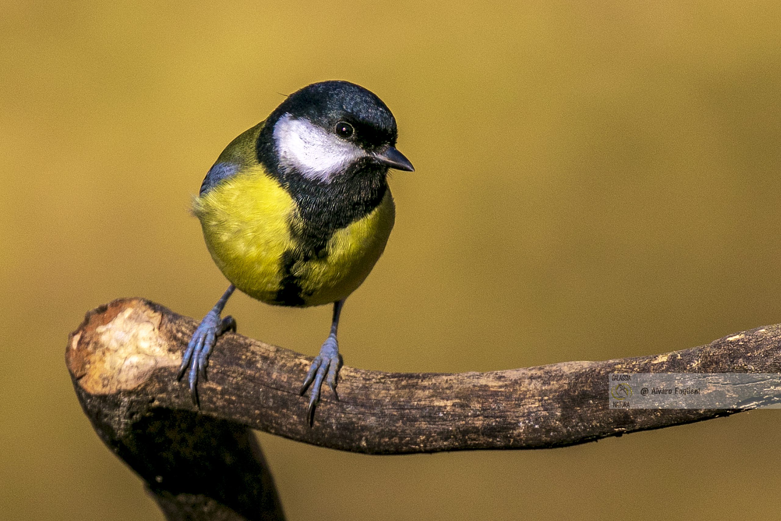 Caratteristiche chiave specie, Qualità tecnica fotografia, Errore sfocatura movimento, Rumore digitale immagini, Gruppo fotografia naturalistica Milano