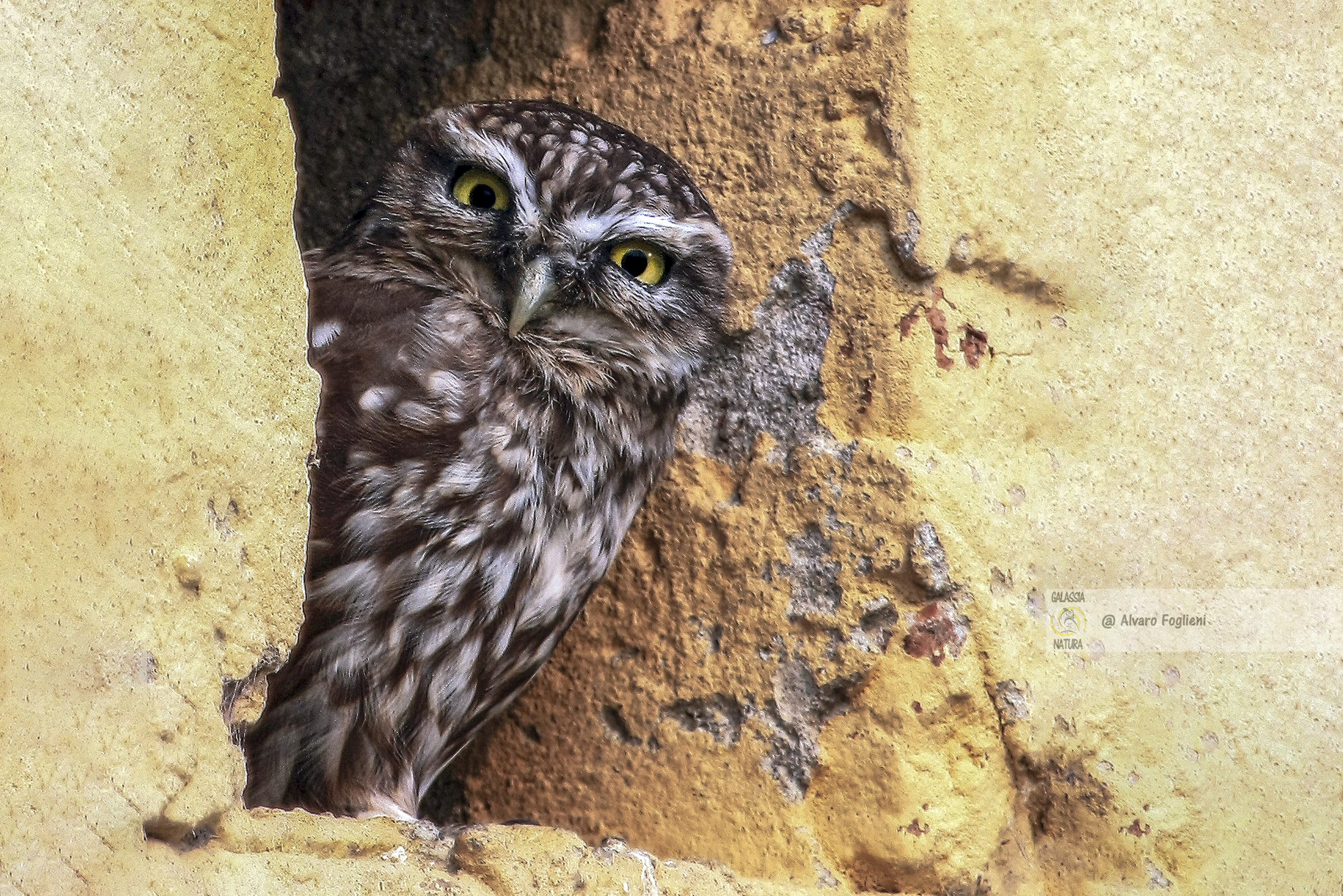 Nitidezza occhi ritratto, Identificazione specie fotografiche, Principiante fotografia consigli, Errori tecnici fotografia, Gruppo fotografico naturalistico Milano