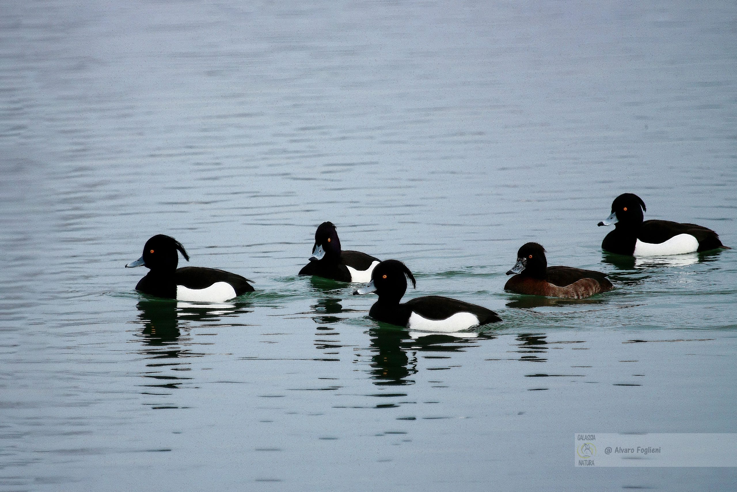 fotografia naturalistica, corteggiamento anatre, parate nuziali anatre, tecniche fotografia fauna,