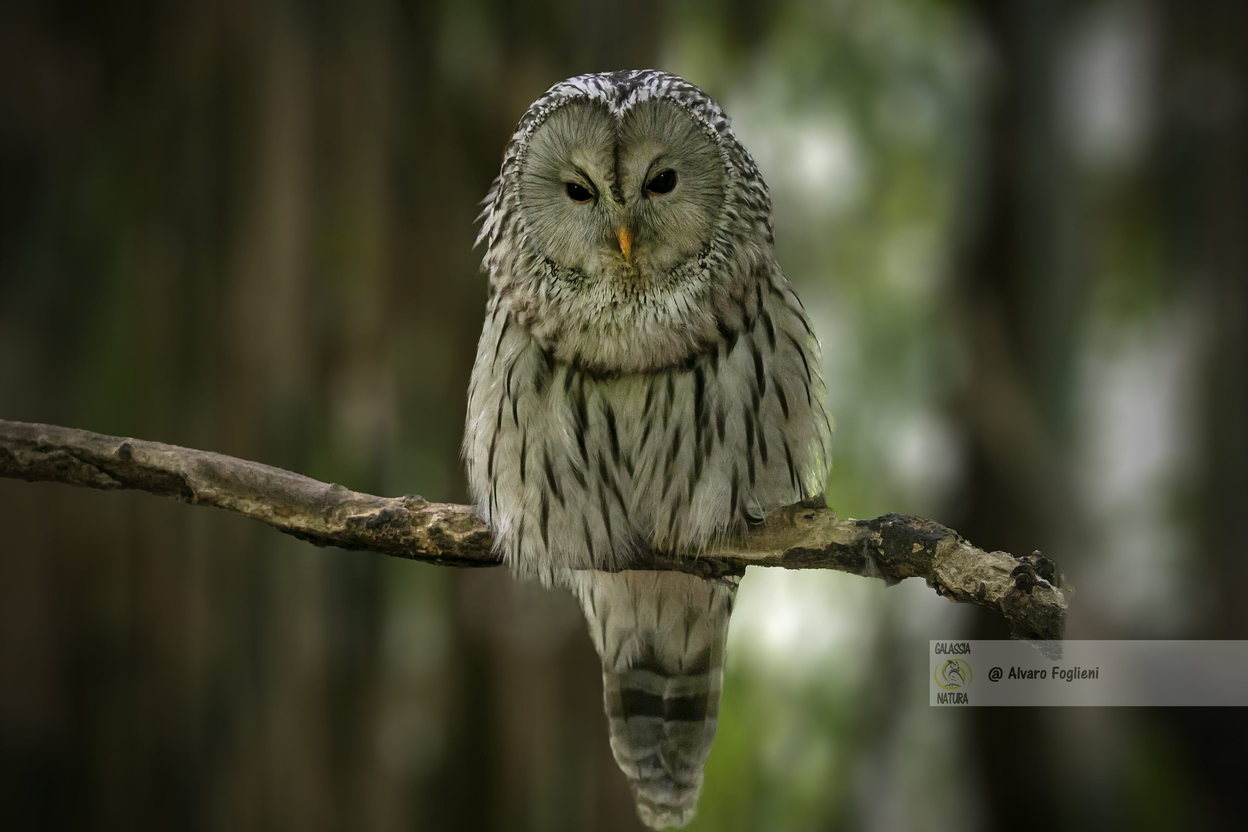 Gestione feedback fotografia, Fotografia naturalistica, Pubblicazione foto qualità, Apprendimento fotografia, corso di fotografia naturalistica Milano