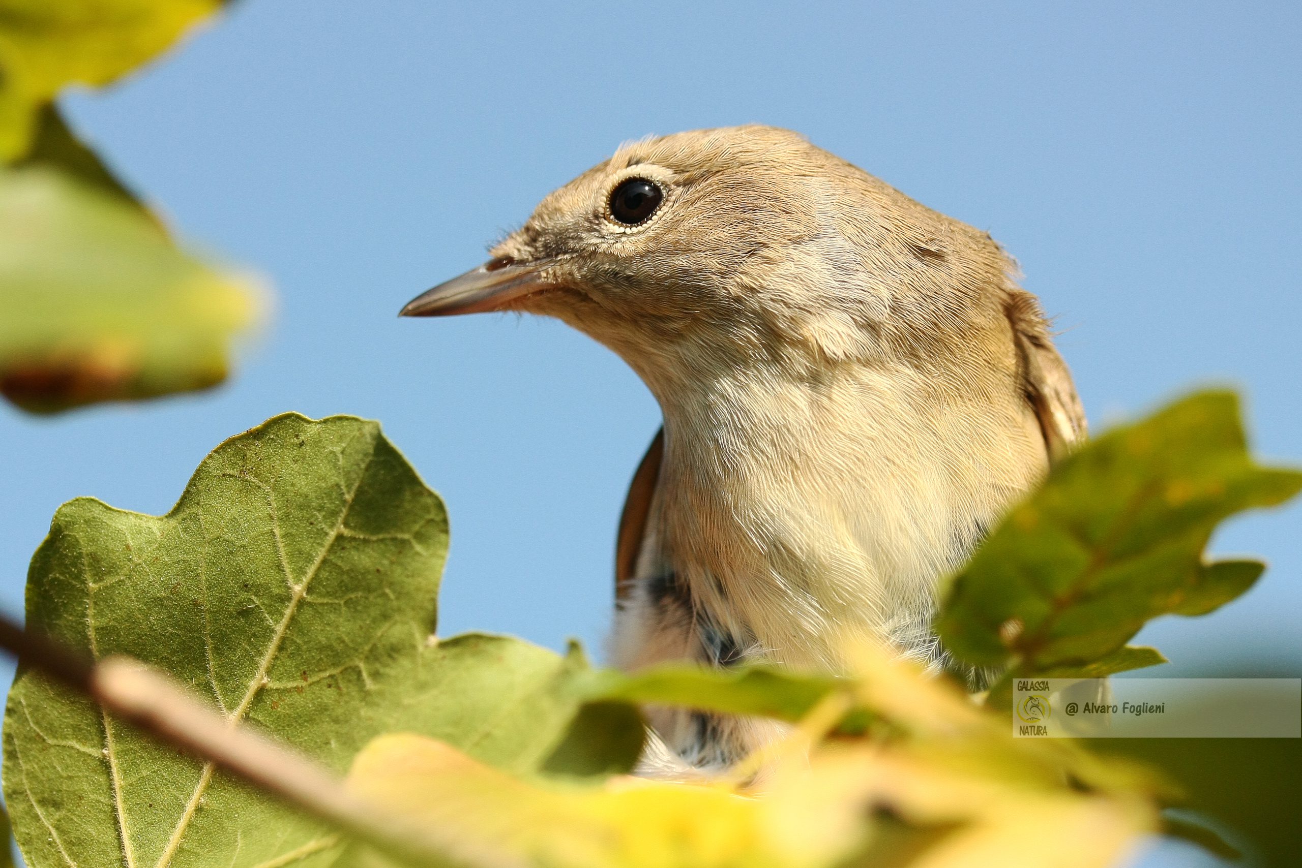 Creatività in fotografia, Gruppo fotografico Pixel di Natura milano, Mentalità aperta critiche, Migliorare fotografia natura, proiezioni foto naturalistiche