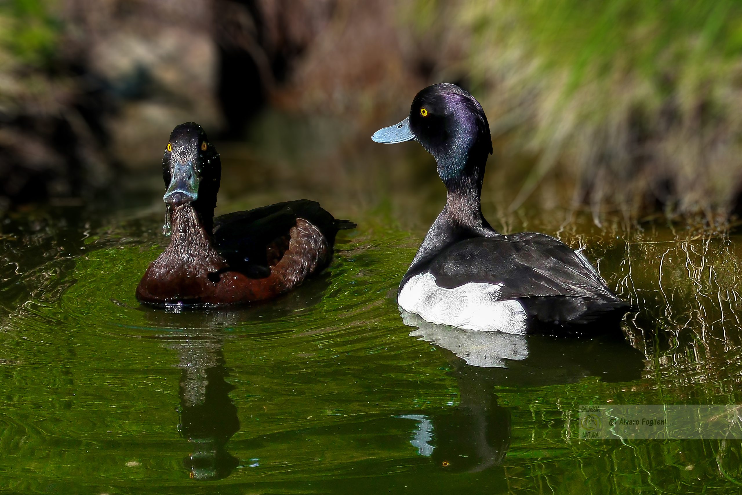 fotografia di anatre, Pixel di Natura, attrezzatura fotografia naturalistica,