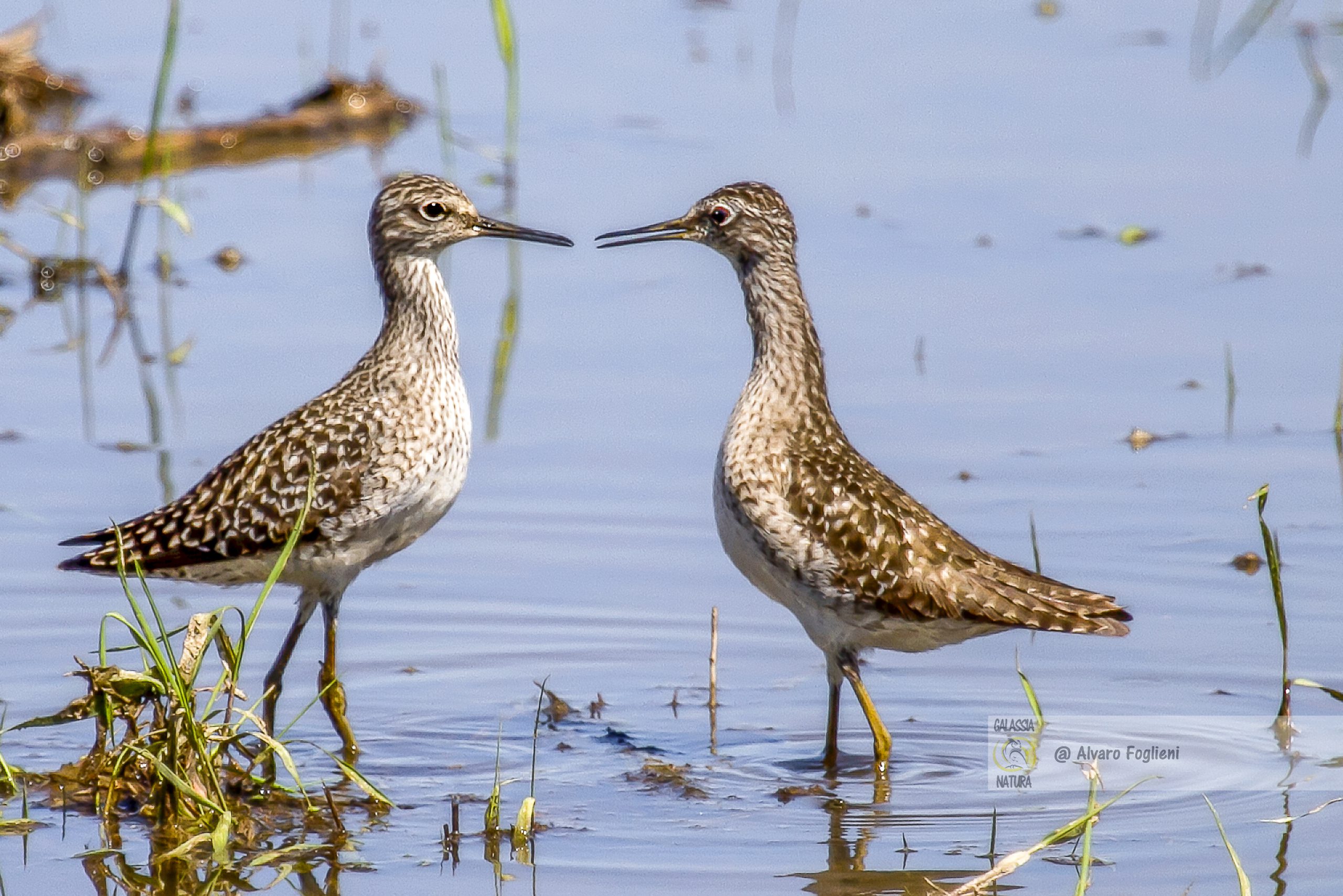 Sguardi tra uccell selvaticii: momenti intimi fuori dalla nostra comprensione.