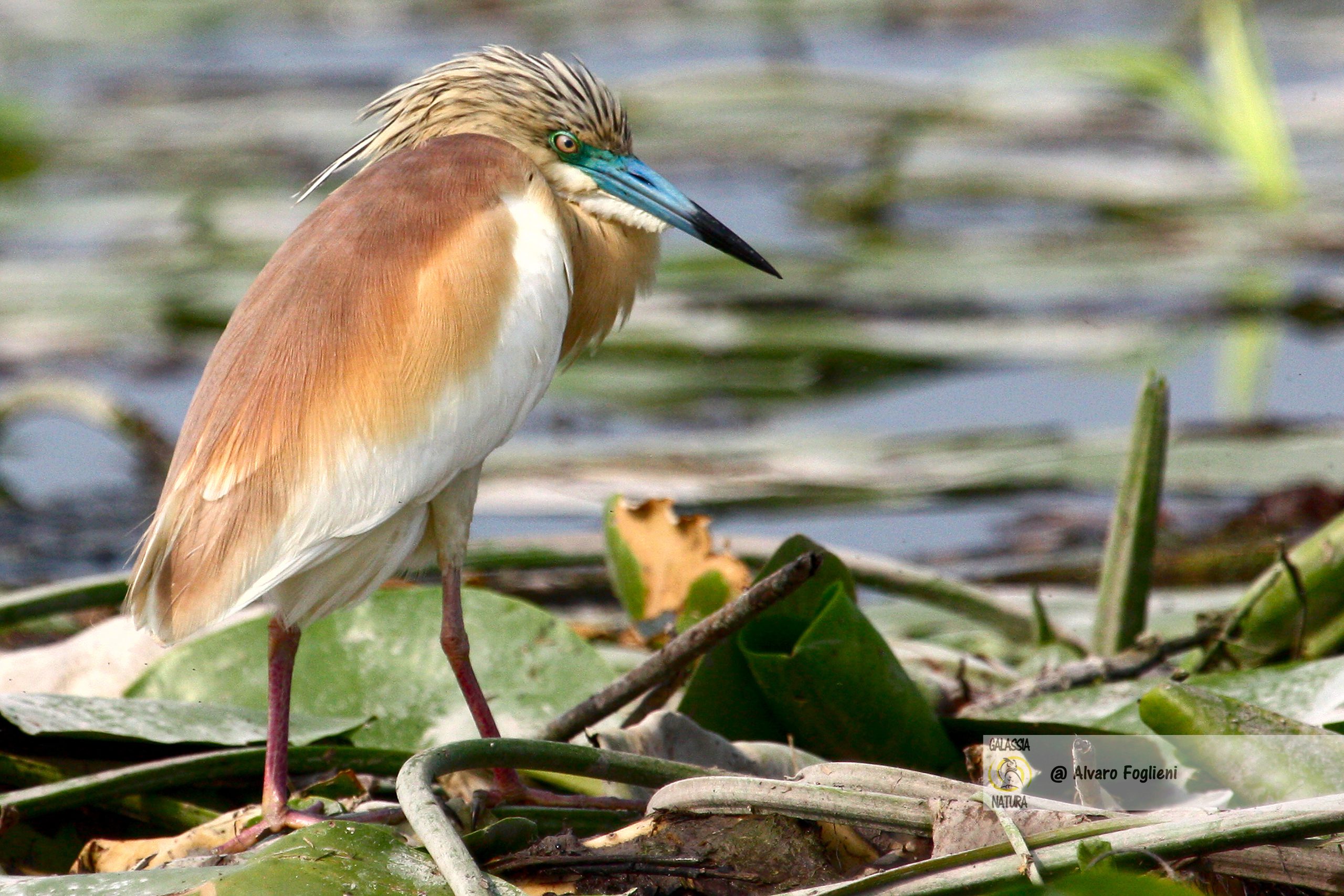 Sguardo diretto vs distolto: vantaggi e significati nelle fotografie di uccelli selvatici.