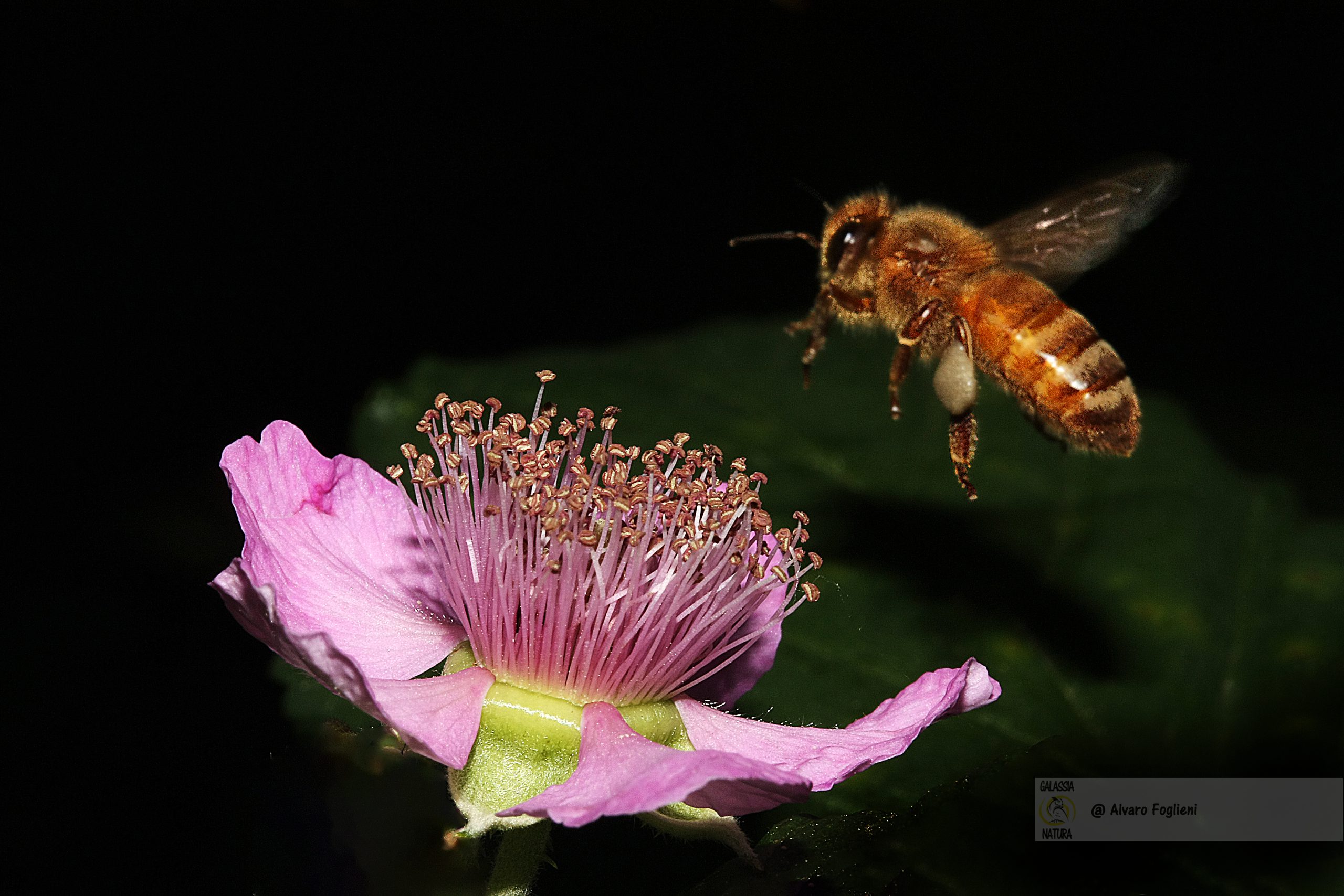 Scopri perché fotografare immediatamente il soggetto e l'azione che sta compiendo è fondamentale nella natura