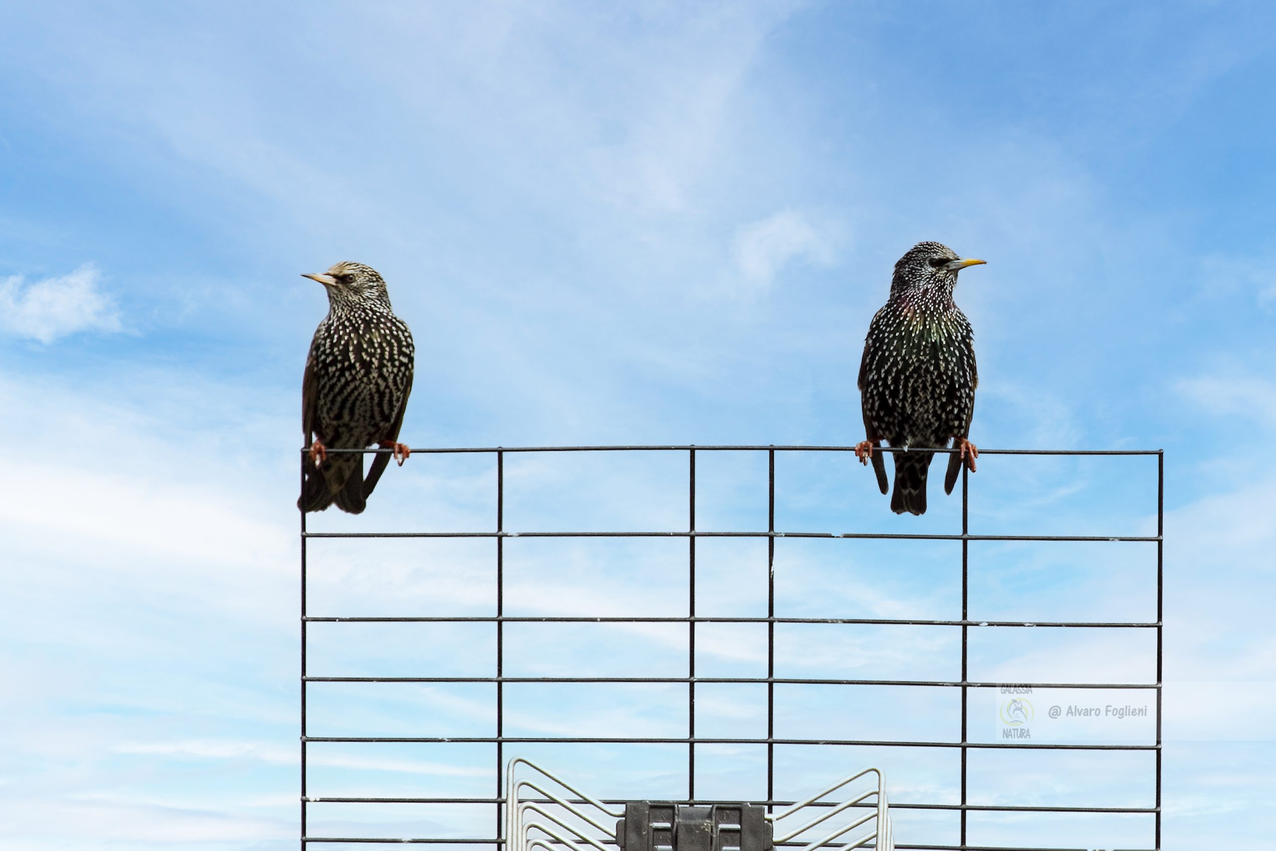 Gli Storni sono uccelli adattabili, presenti in una grande varietà di habitat: aree urbane, parchi, campi e terreni agricoli.