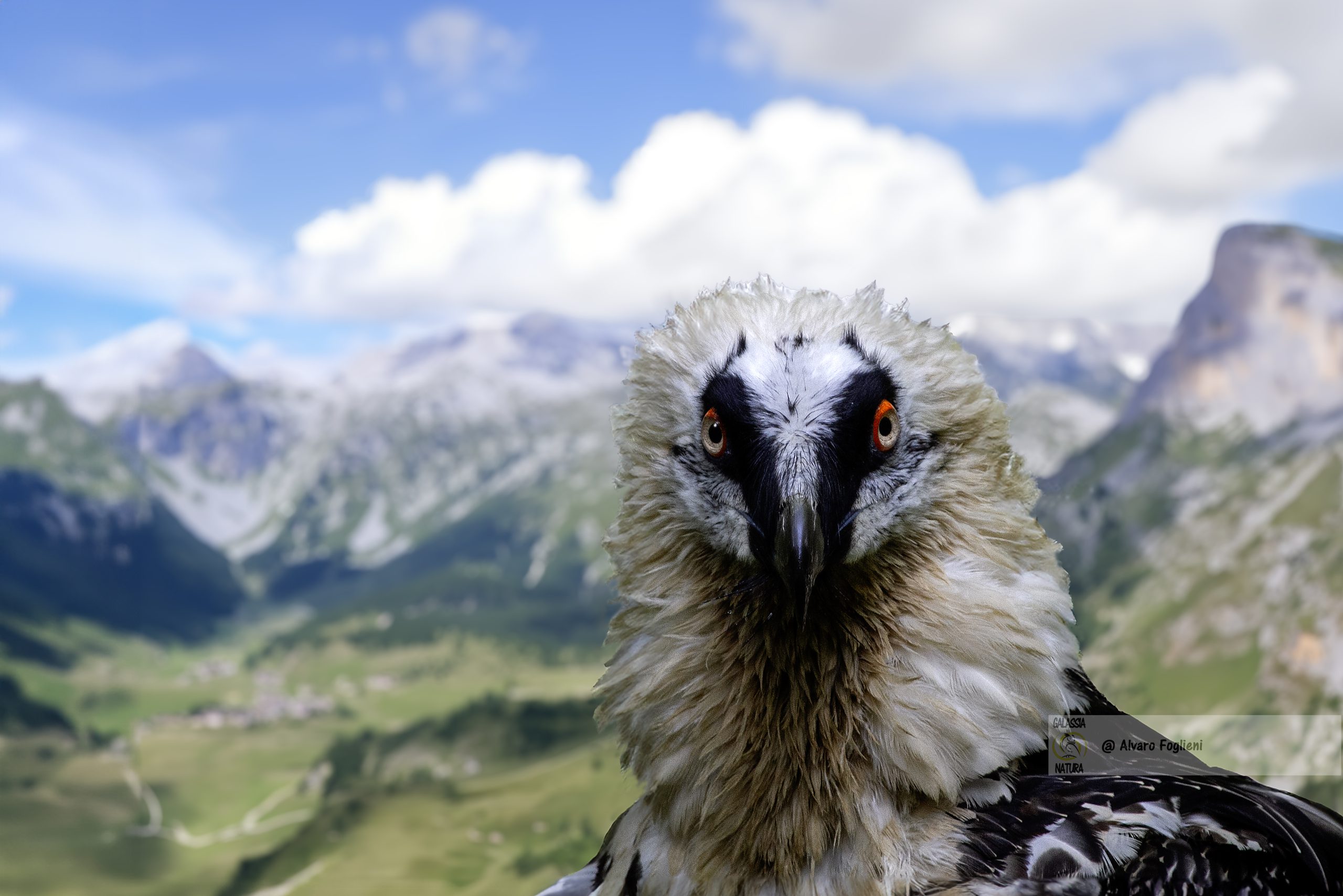 Nel mondo della fotografia naturalistica, il tempismo è tutto.