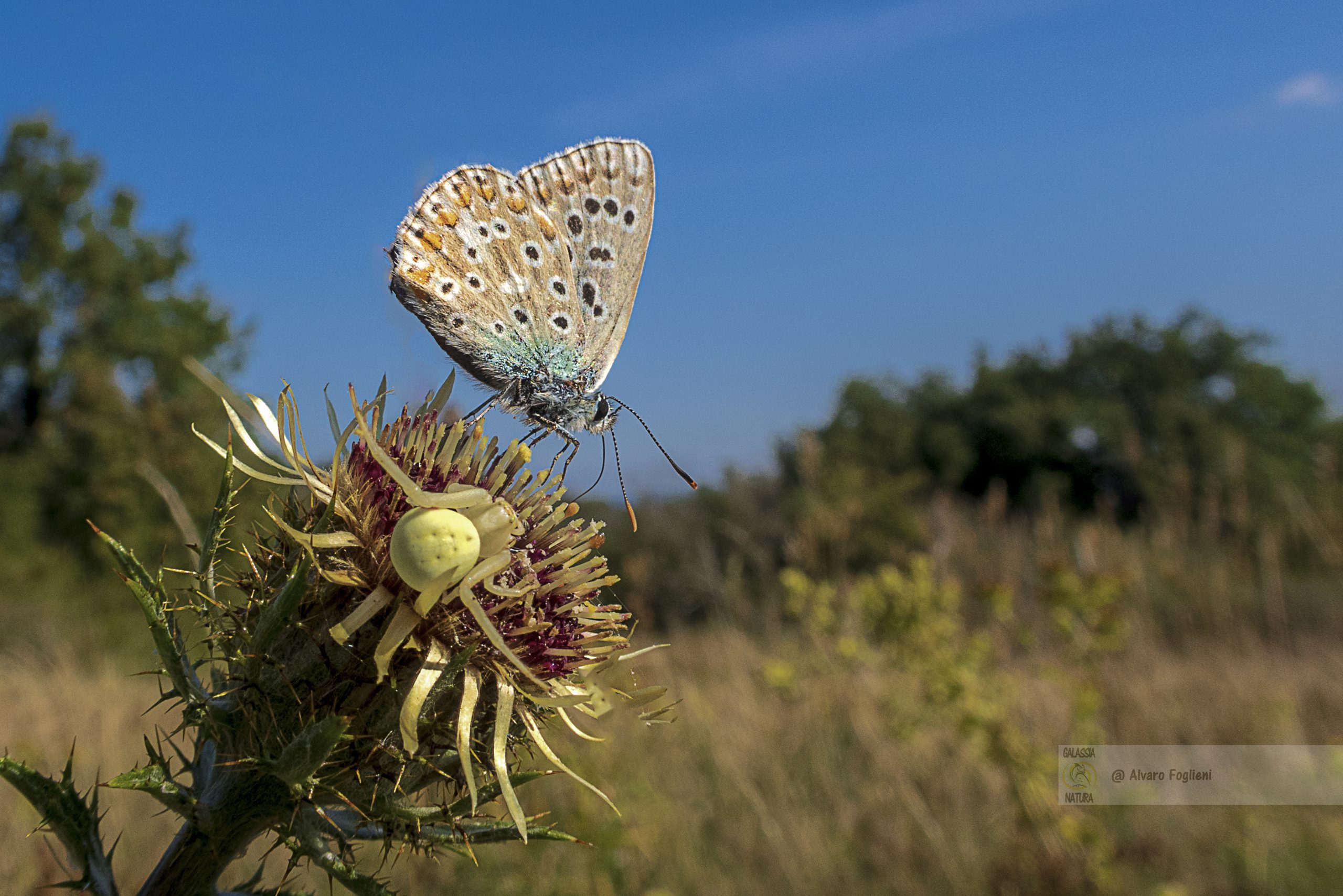 Più fotografi velocemente, più diventi bravo a reagire rapidamente a un'opportunità.