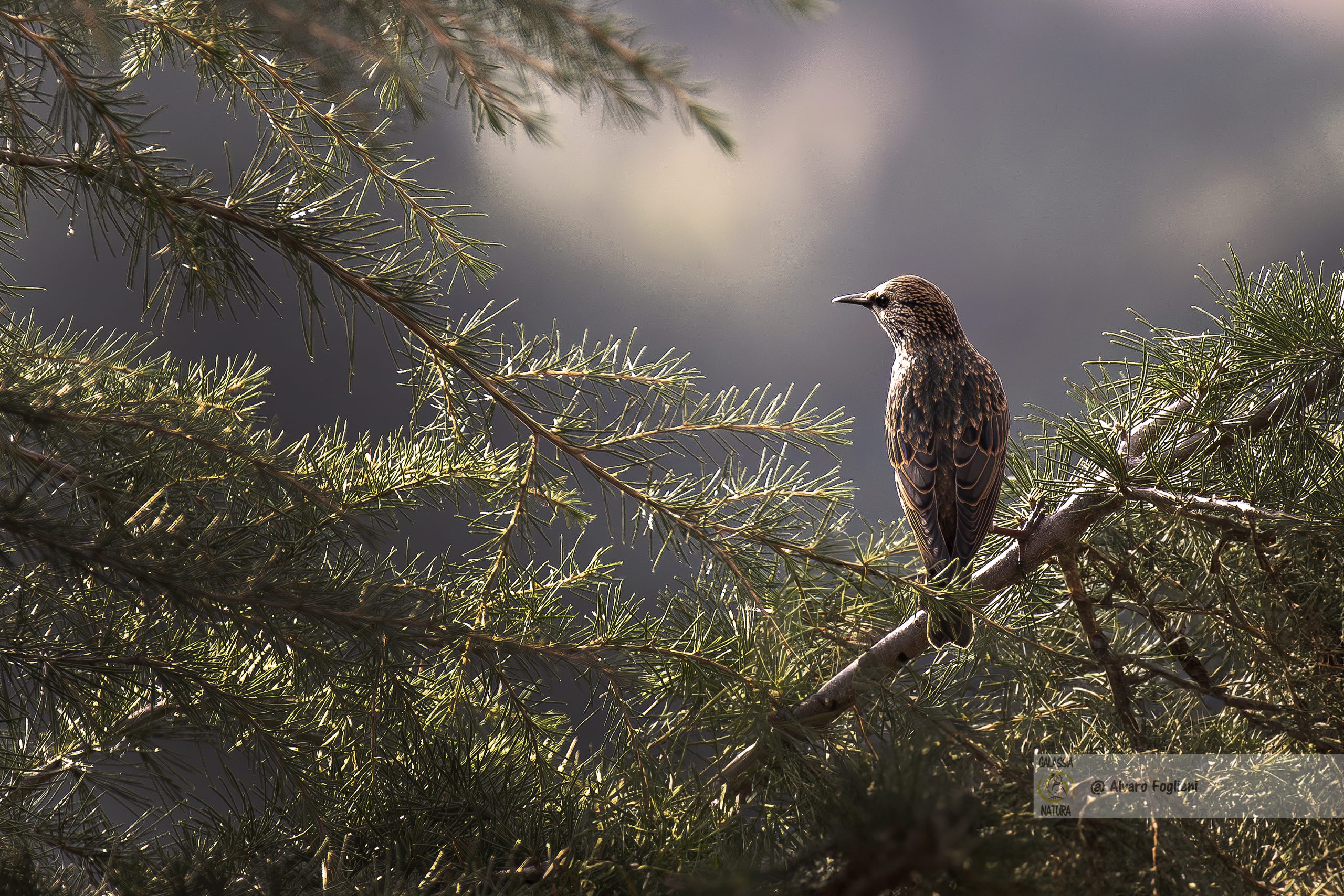 Gli Storni offrono molte opportunità interessanti per i fotografi della natura.