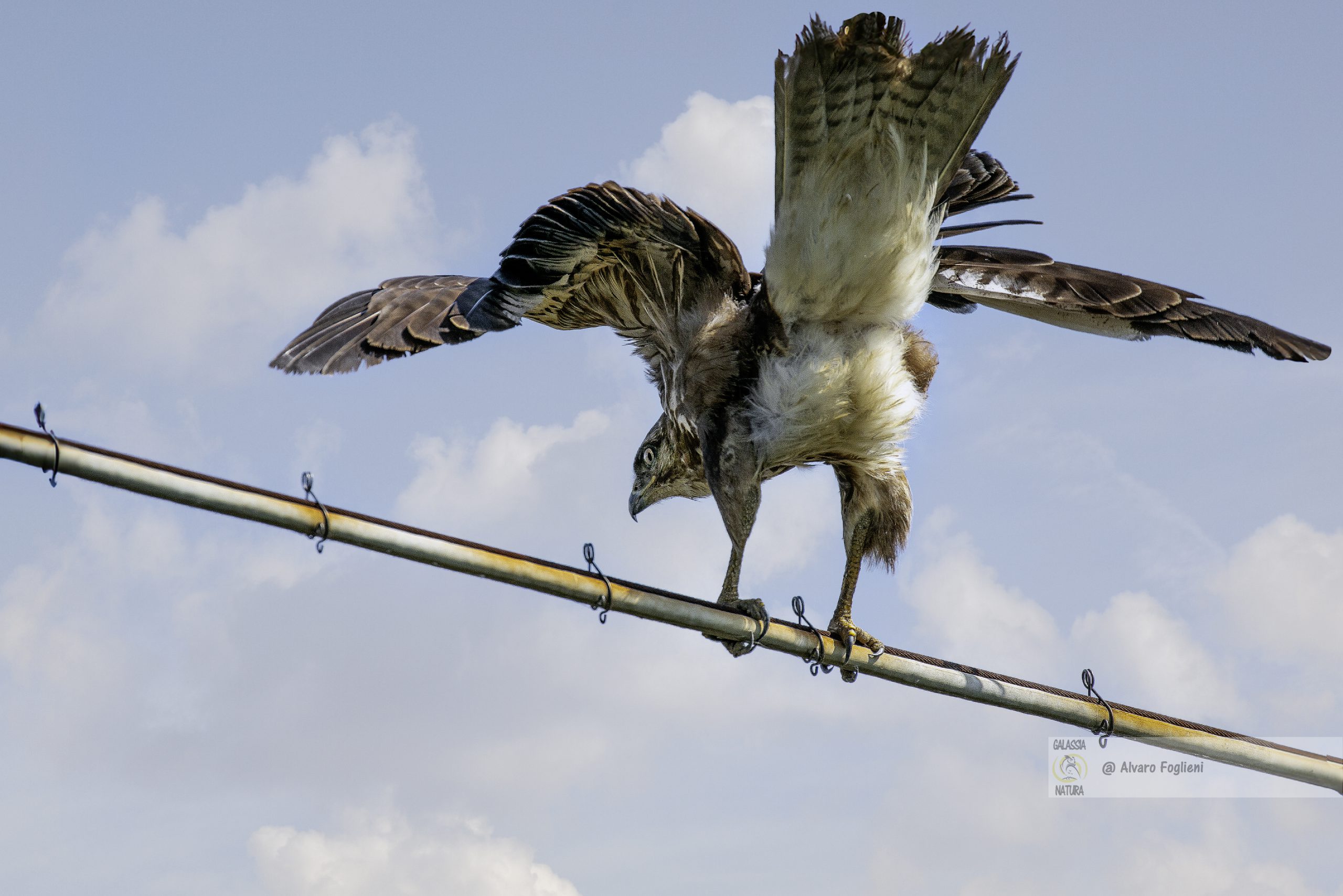 Se ti avvicini troppo ad un rapace come la Poiana, si invola subito.