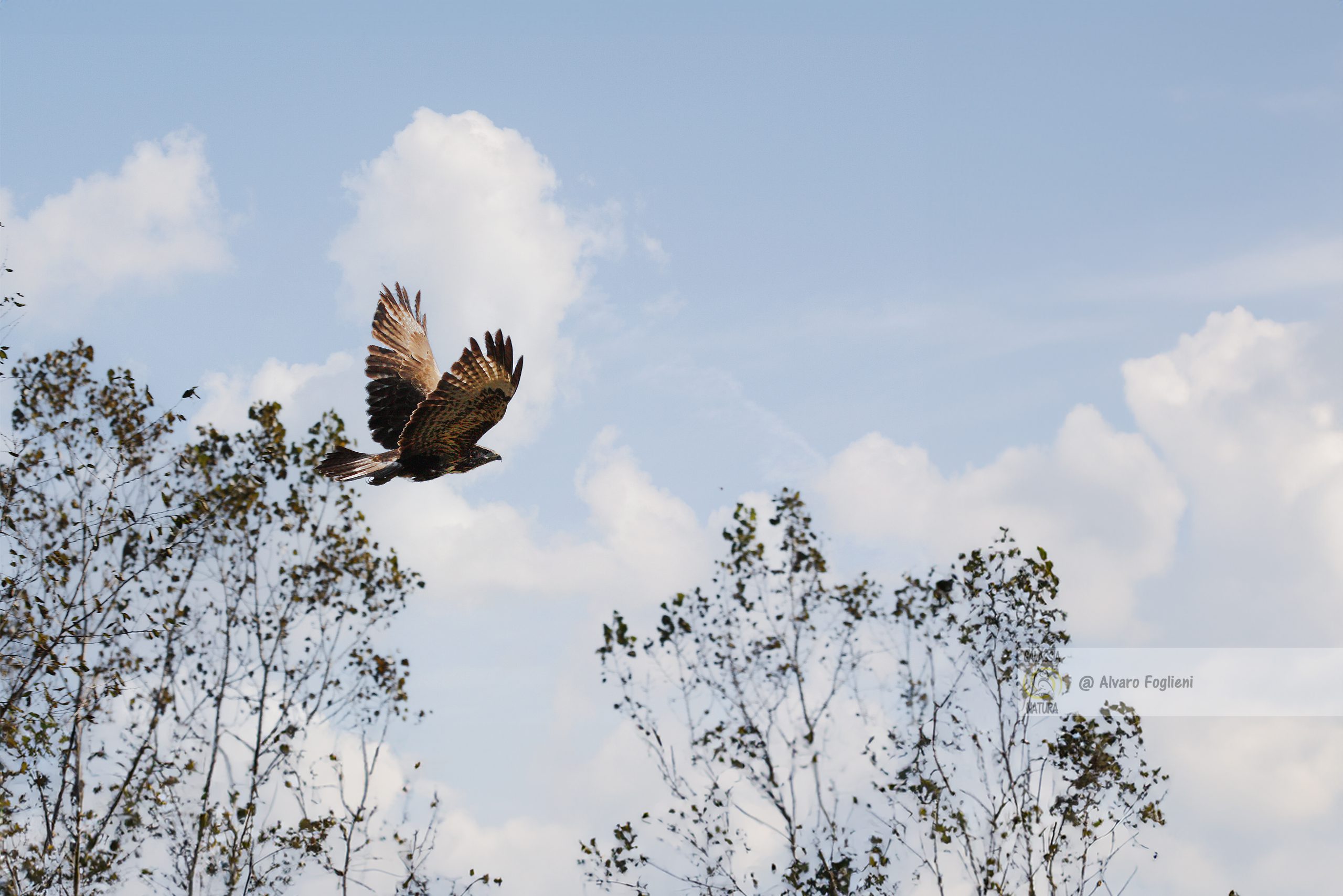 Come fotografare una poiana in volo senza avere la foto mossa e sfocata.