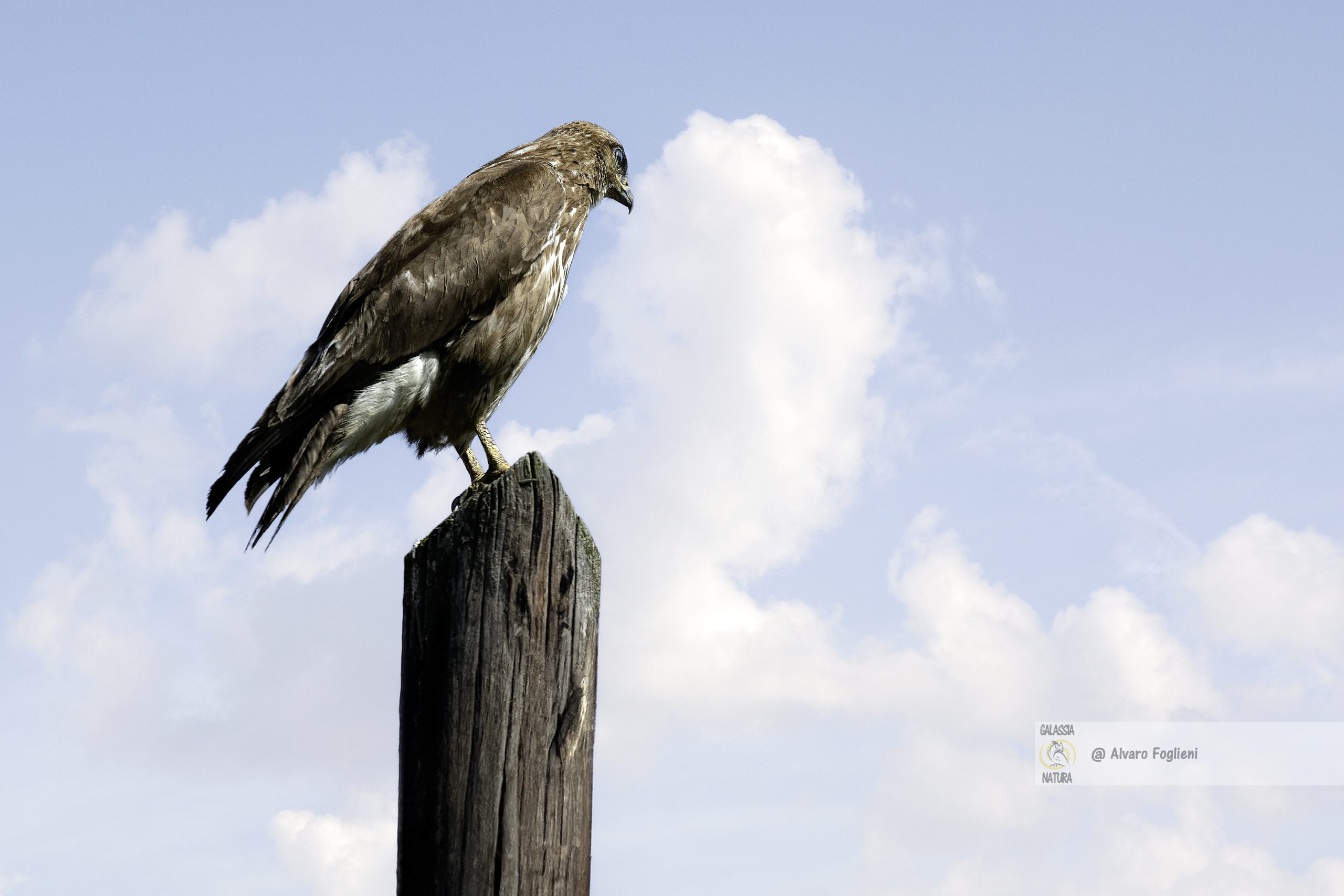 Gli uccelli rapaci, come la Poiana, sono sempre attenti e pronti a volare via. L'articolo parla come avvicnarsi per fotografarli.