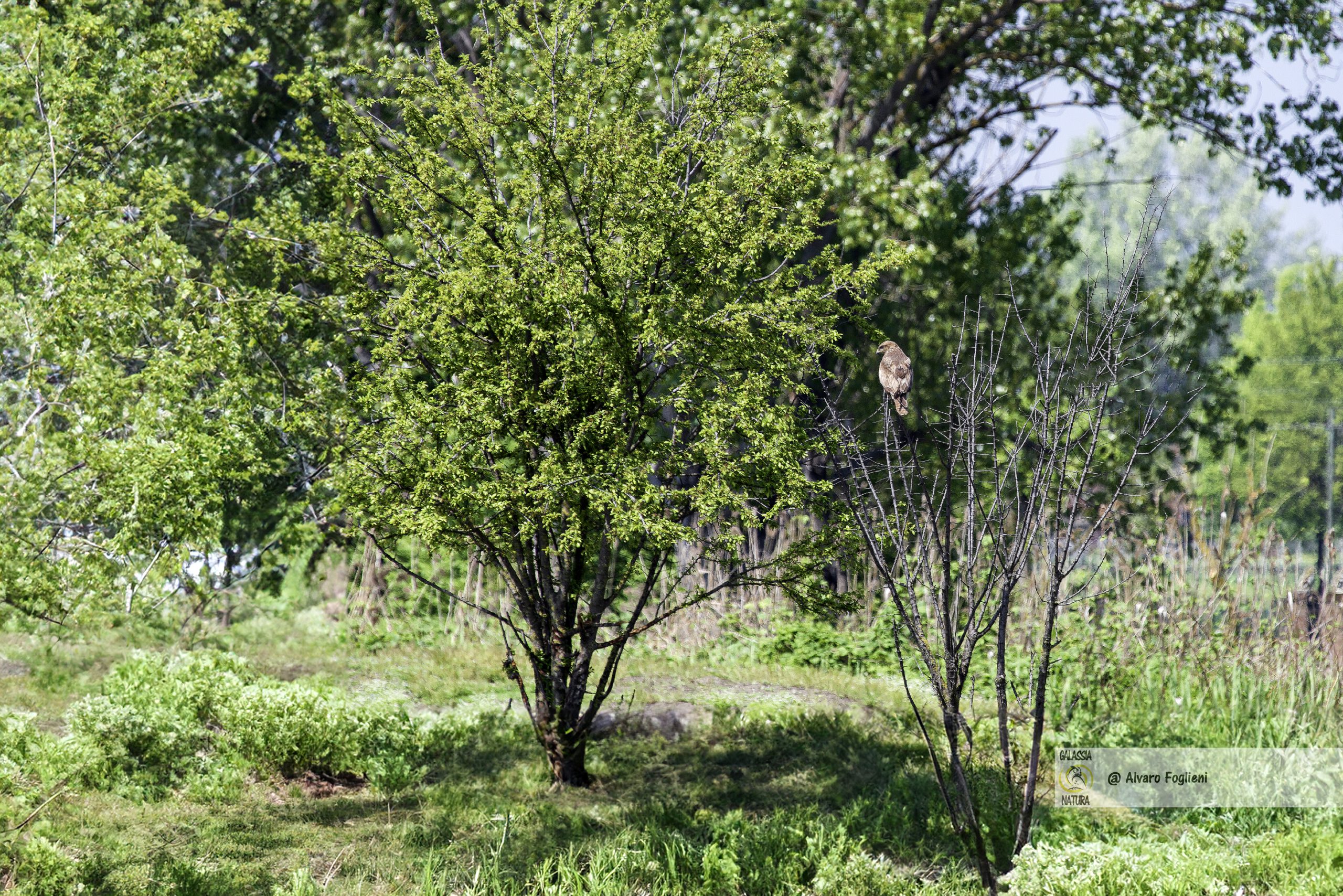 La Poiana è un uccello timido e difficile da fotografare d avicino. il Posta spiega come fare per realizzare belle fotografie.