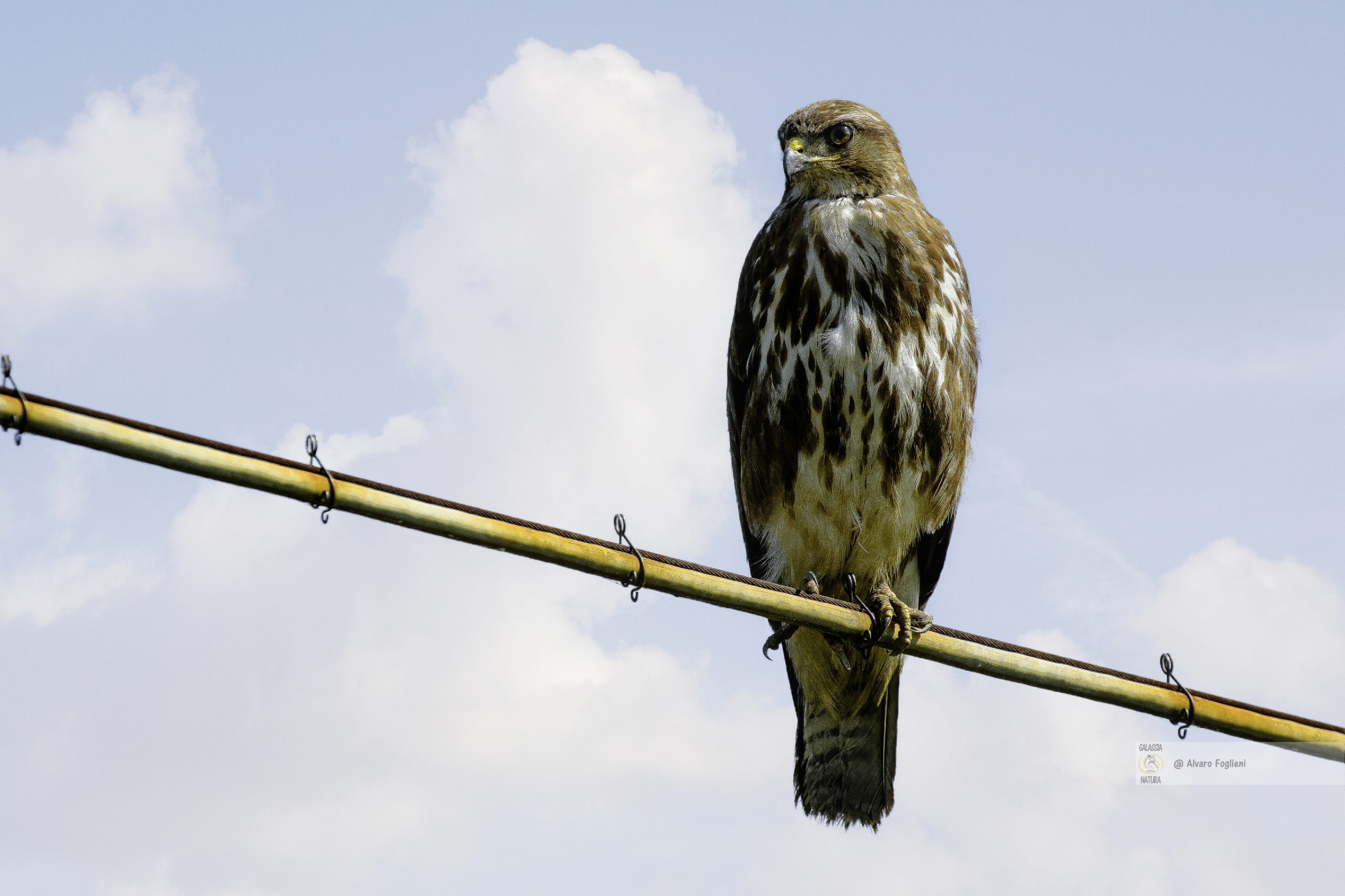 Fotografare una Poiana in pianura mentre è posata è una vera sfida. Il tutorial ti spiega come avvicinare il rapace senza spaventarlo.