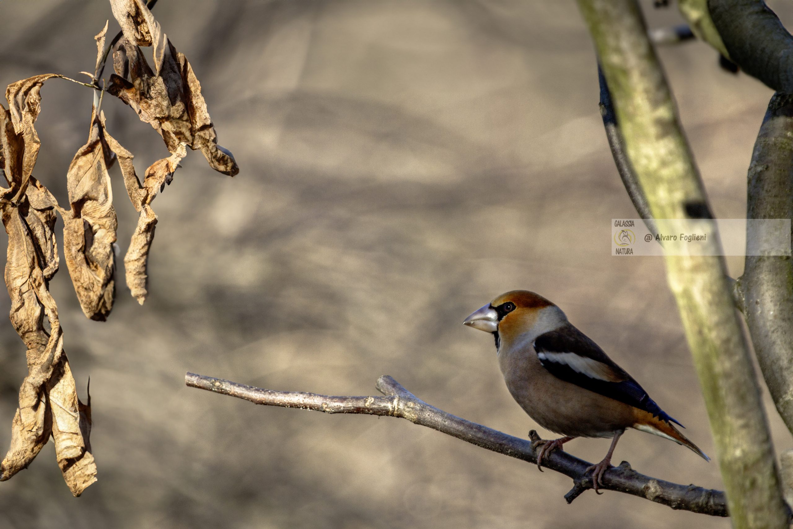 fotografare gli uccelli selvatici richiede pazienza, abilità e una profonda comprensione del loro comportamento e habitat.
