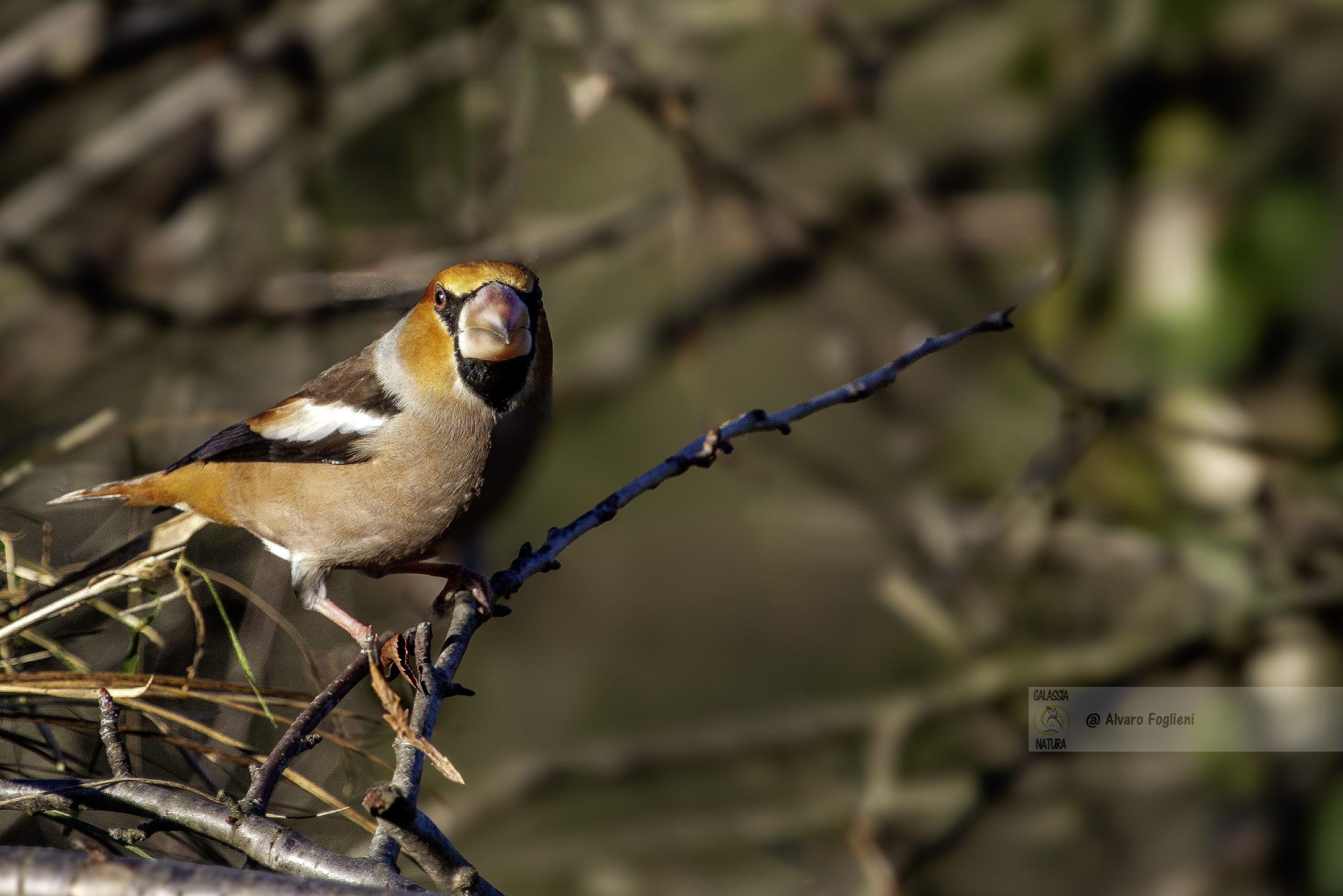 scopri le specie di uccelli locali nella tua zona. Comprendi i loro habitat, i modelli di alimentazione e i modelli migratori.