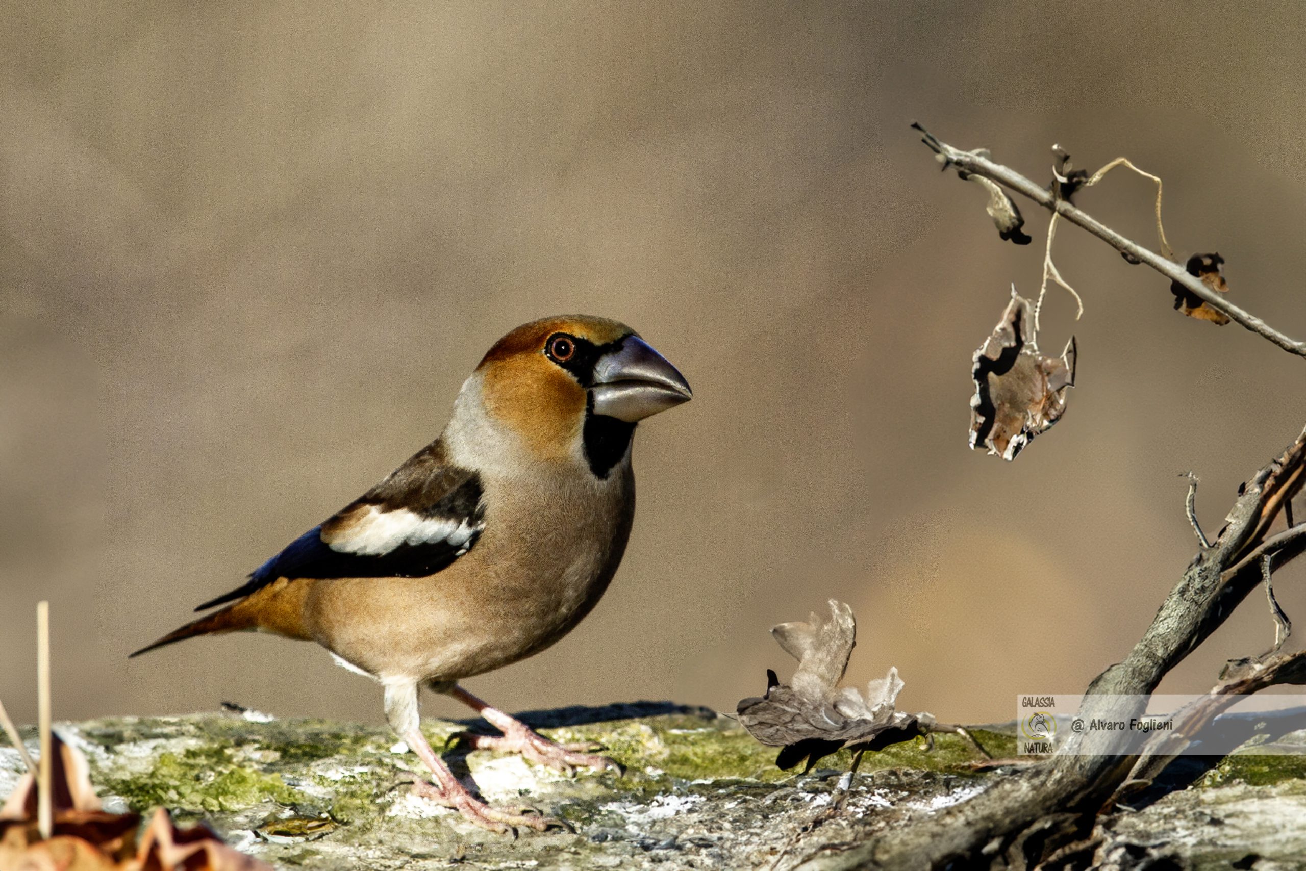 Una lente con lunghezza focale che va da 200 mm a 600 mm ti permetterà di catturare scatti dettagliati di uccelli a distanza.