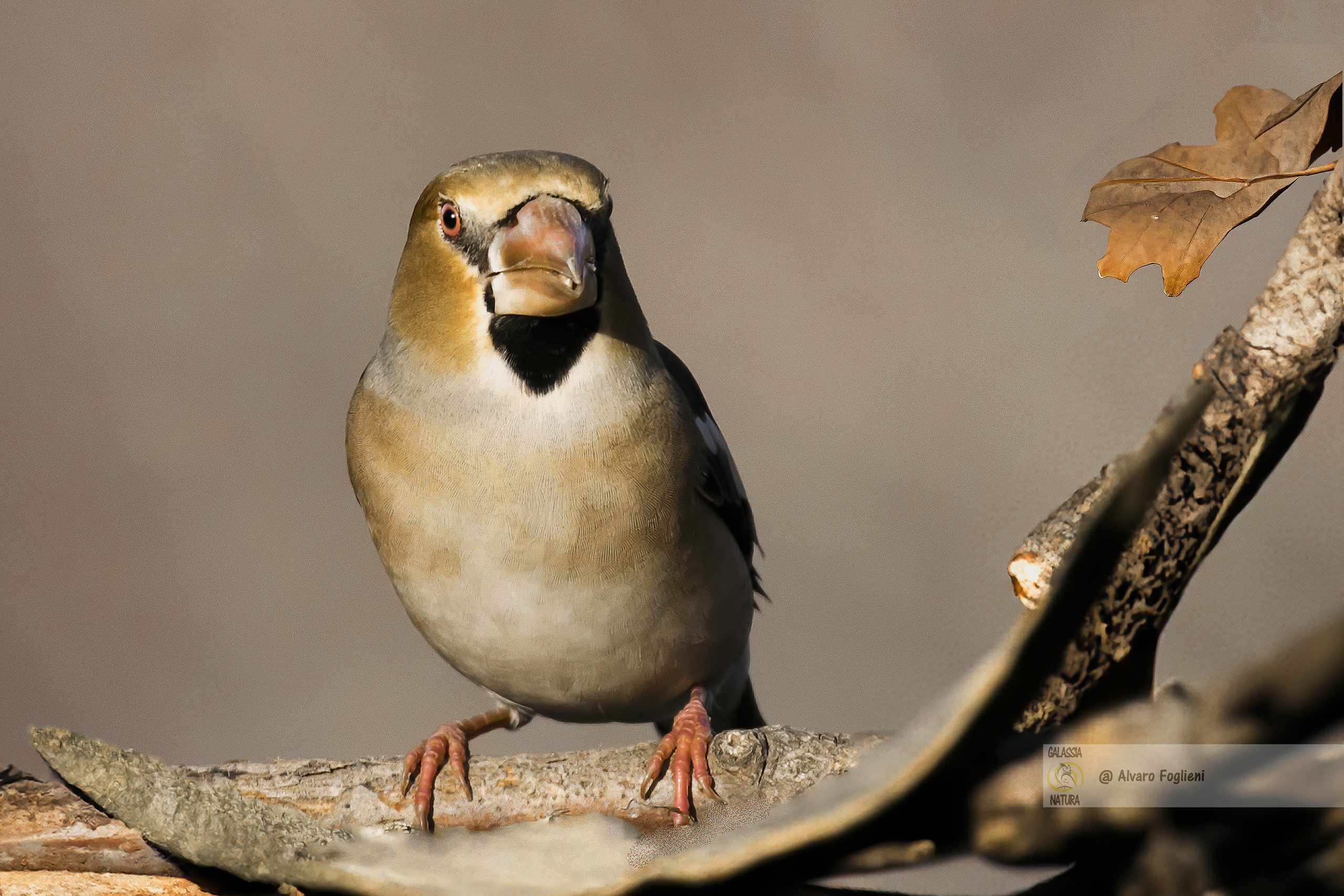 Sii paziente e osservante: gli uccelli sono creature imprevedibili, quindi preparati a trascorrere del tempo osservando il loro comportamento.