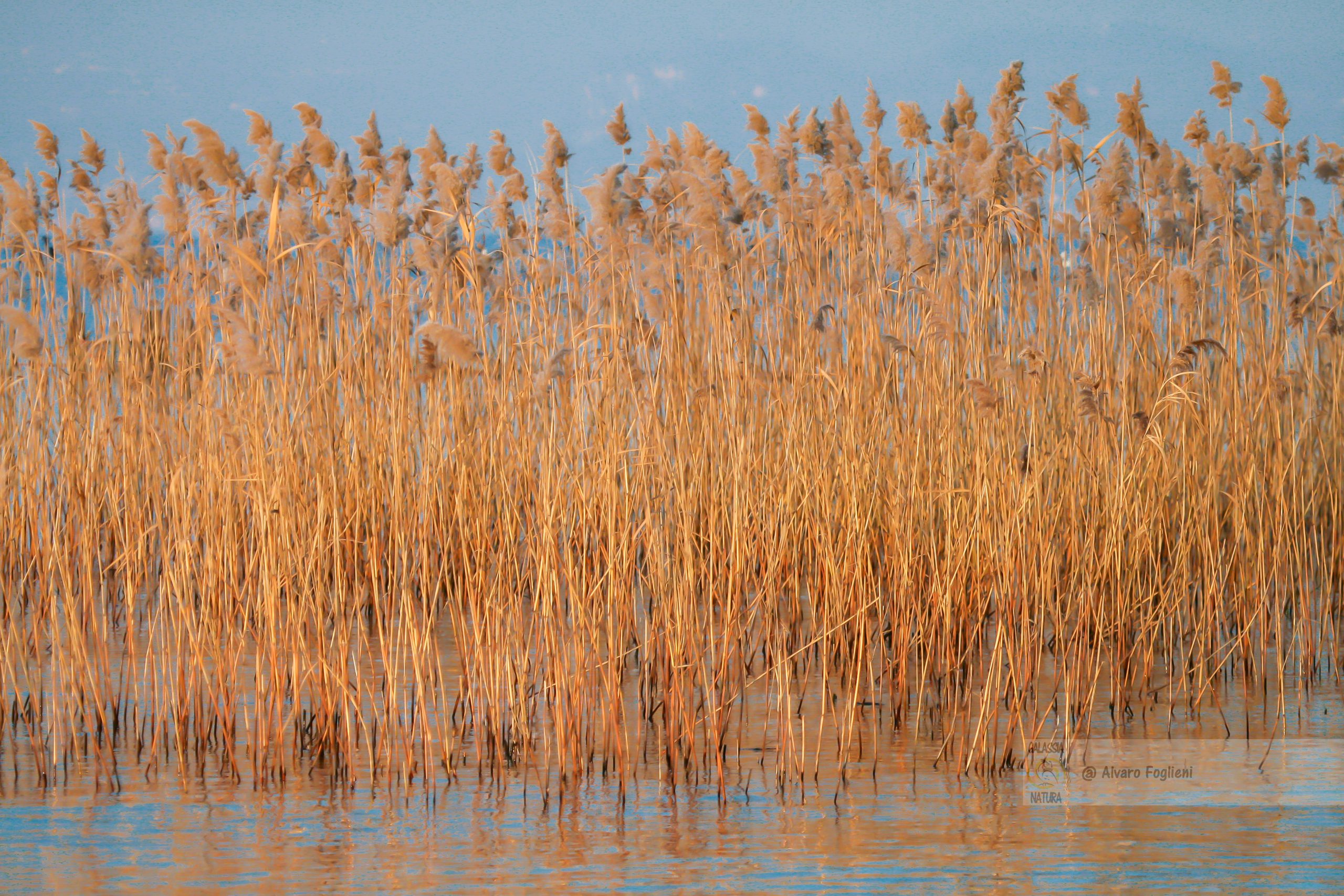 Alla ricerca della Fauna nel canneto del Lago d'Iseo, Avifauna, Cinguettii, Biodiversità, Caccia fotografica, Fotografia naturalistica