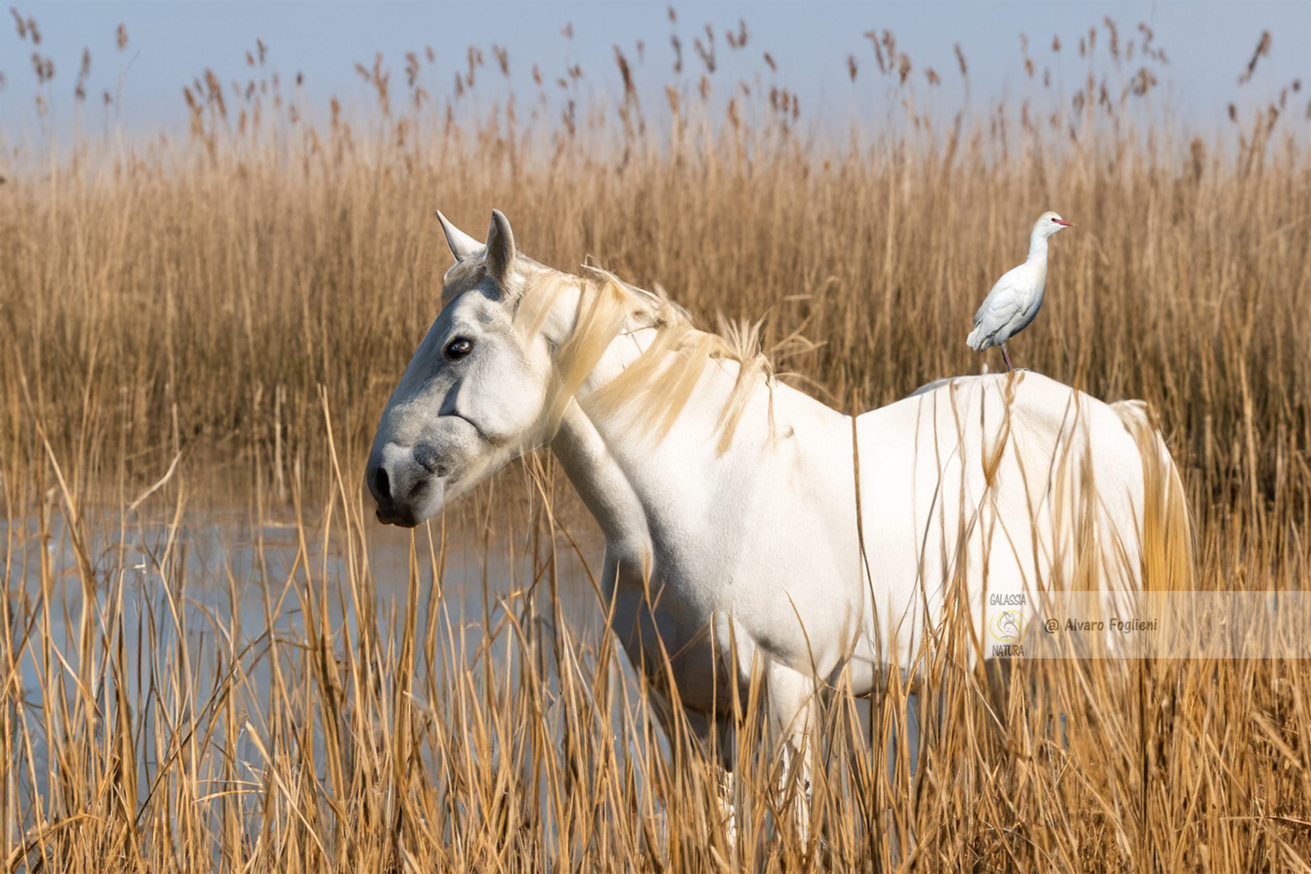 Fotografia naturalistica, comportamento animale, fotografia di uccelli; fotografia di fauna selvatica, nuove specie, gruppo fotografico Milano, Hai passato ore sperando di fotografare qualche nuova specie