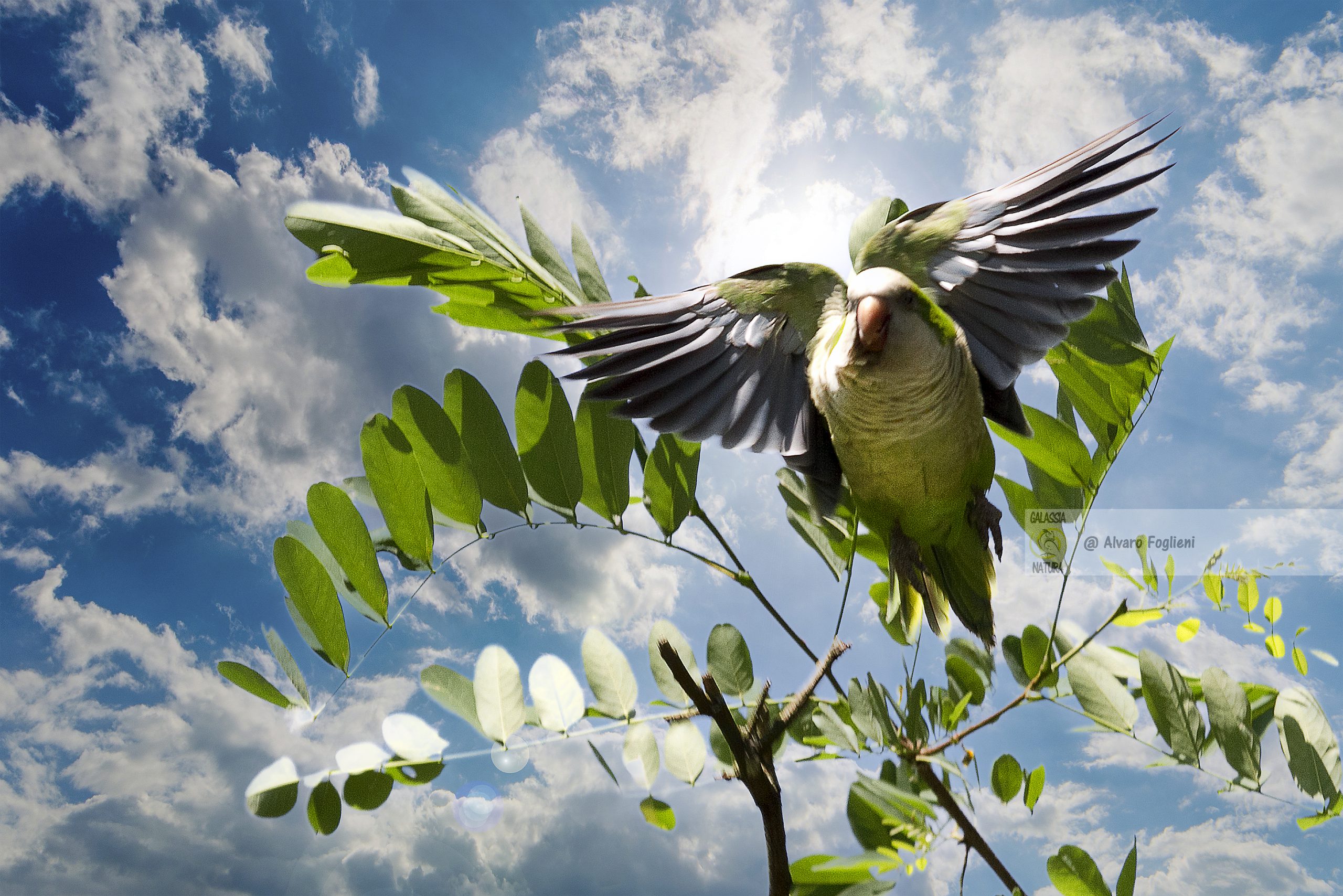 Se sarai preparato, saprai dove e quando andare per ottenere la foto che desideri, la preparazione tecnica e la comprensione dei comportamenti degli uccelli selvatici, Preparazione tecnica, comportamento degli uccelli selvatici, fotografia naturalistica, pianificazione, ricerca