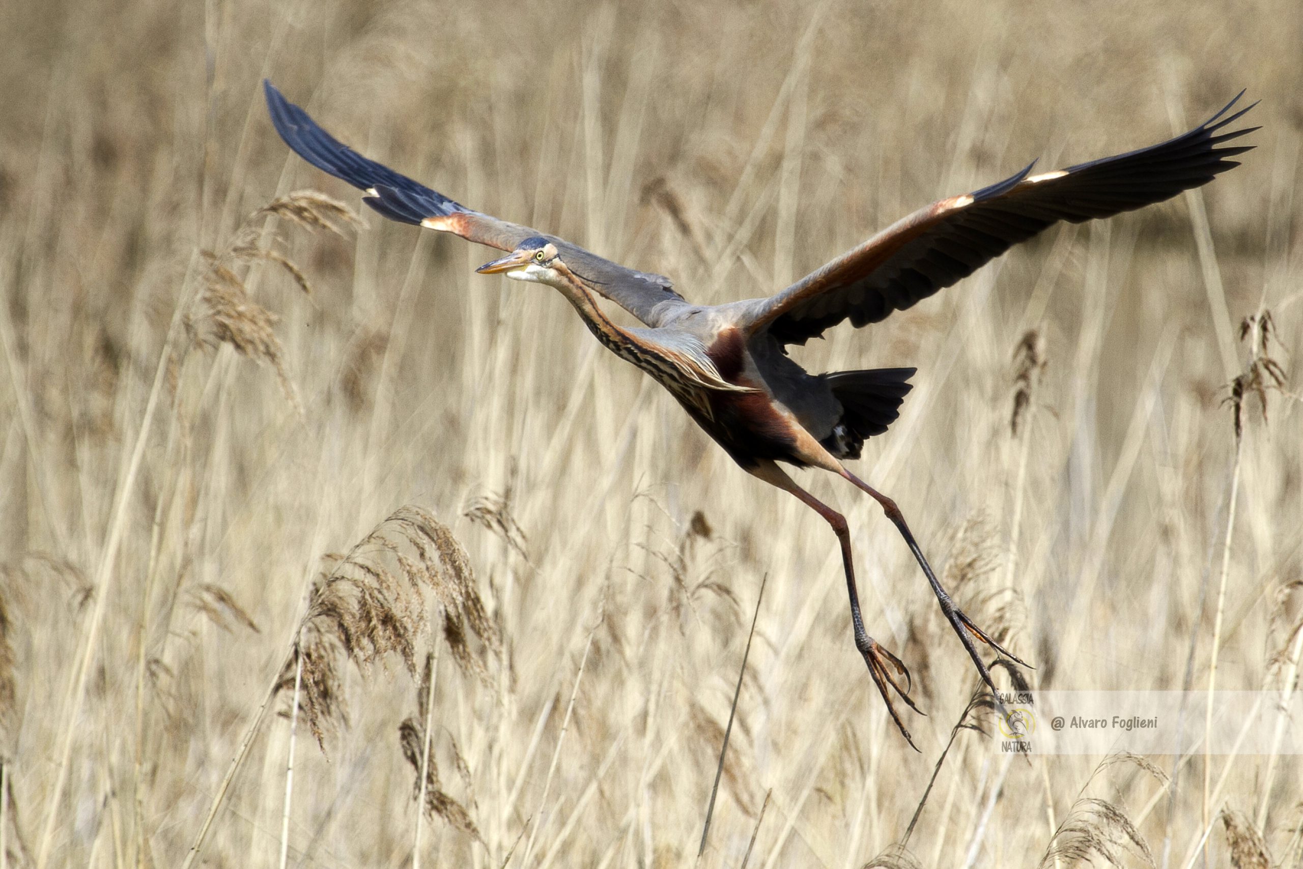 Fotografia naturalistica, fortuna, preparazione, fotografia di uccelli, pianificazione, Fare affidamento sempre e solo sulla fortuna è limitante