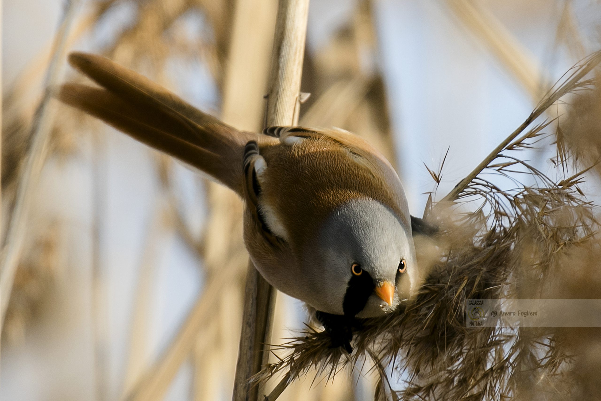 Avvistamento e fotografia del Basettino maschio. Fotografia di uccelli, Panurus biarmicus, Caccia fotografica, Fotografia naturalistica