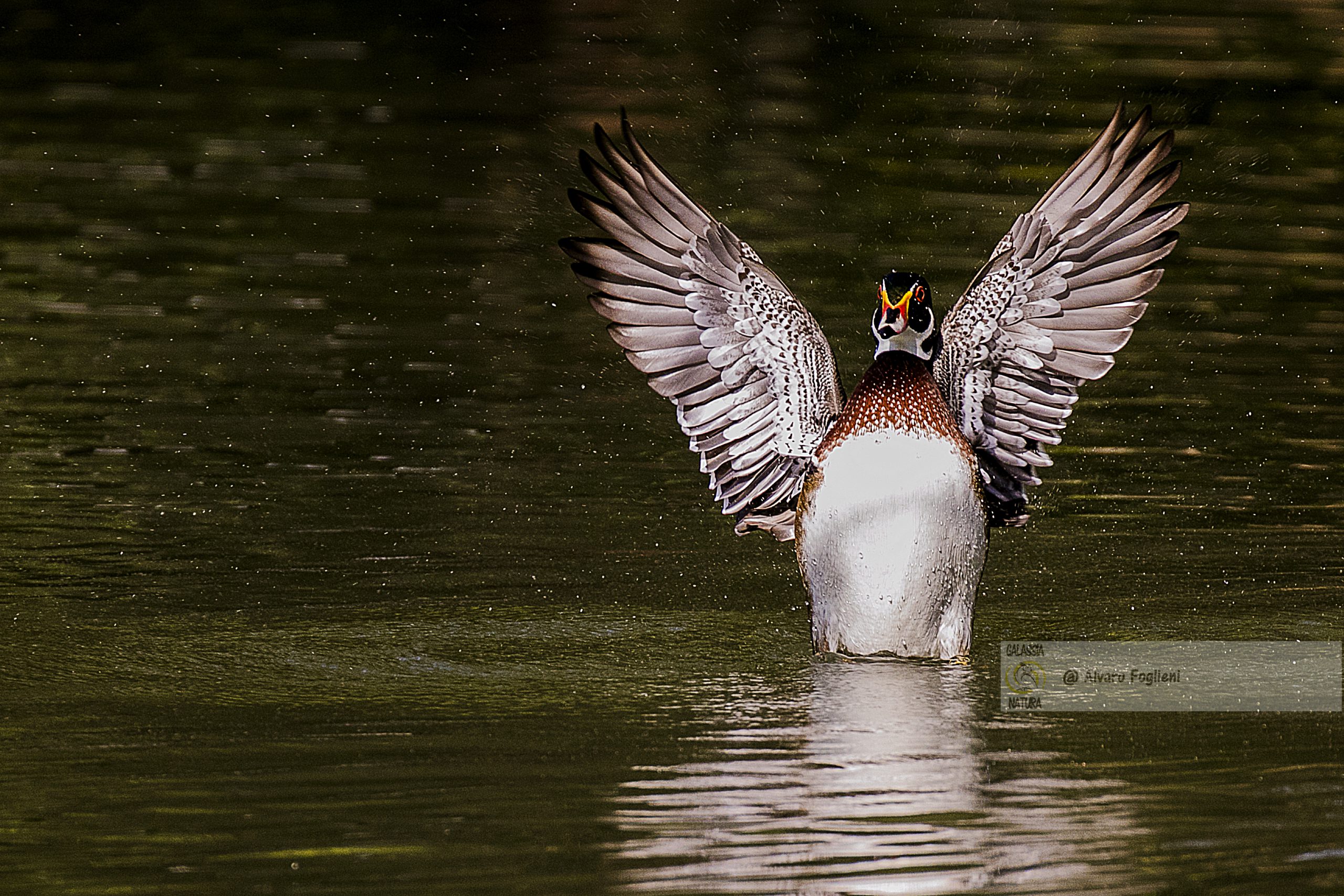 Fotografia naturalistica, preparazione, conoscenza del comportamento animale, fotografia di uccelli, Caccia fotografica, Solo se sarai preparato aiuterai la fortuna