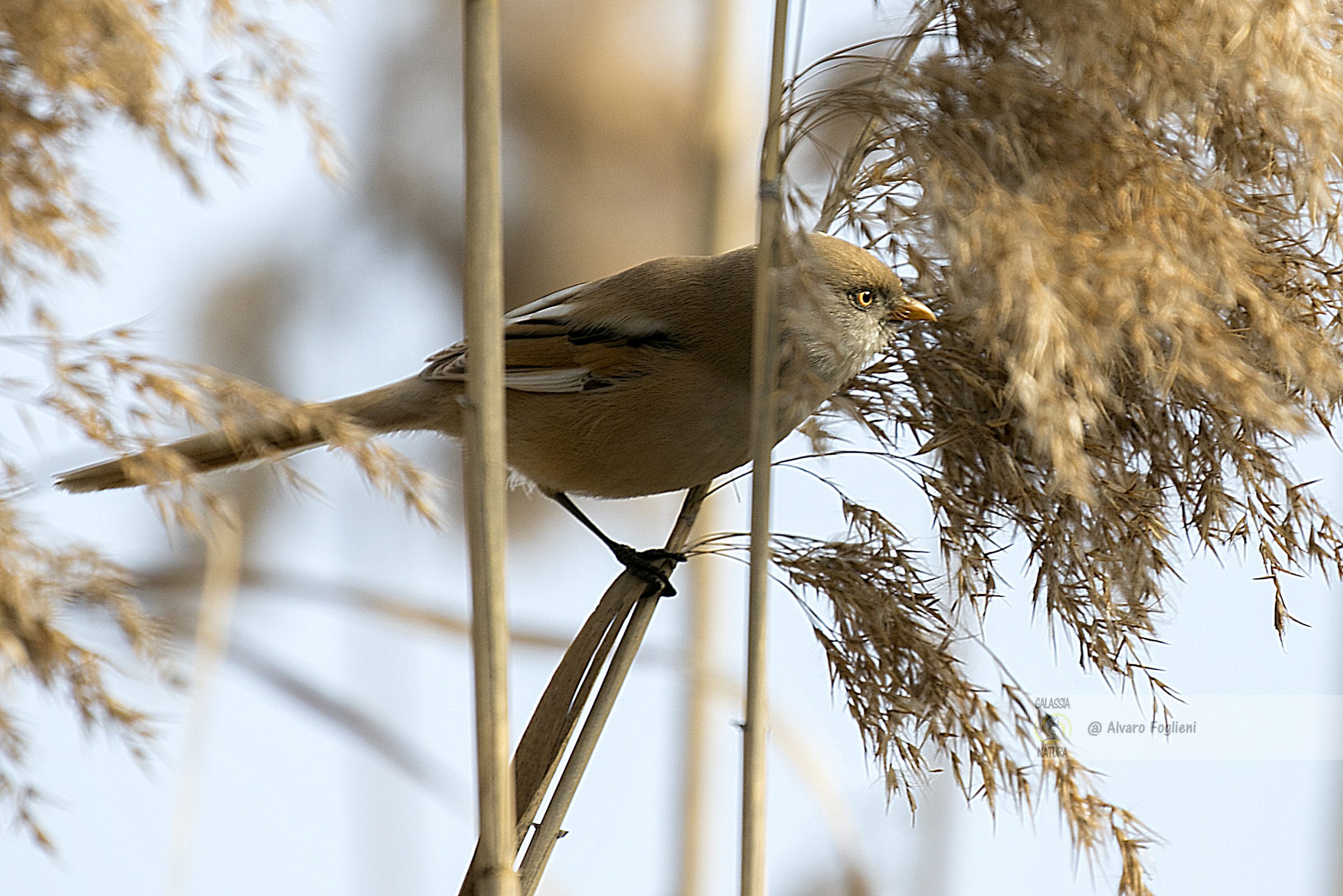 Tecniche di Fotografia per catturare il Basettino in movimento. Teleobiettivo Uccelli, Velocità Otturatore, Fotografia Naturalistica, Caccia fotografica,