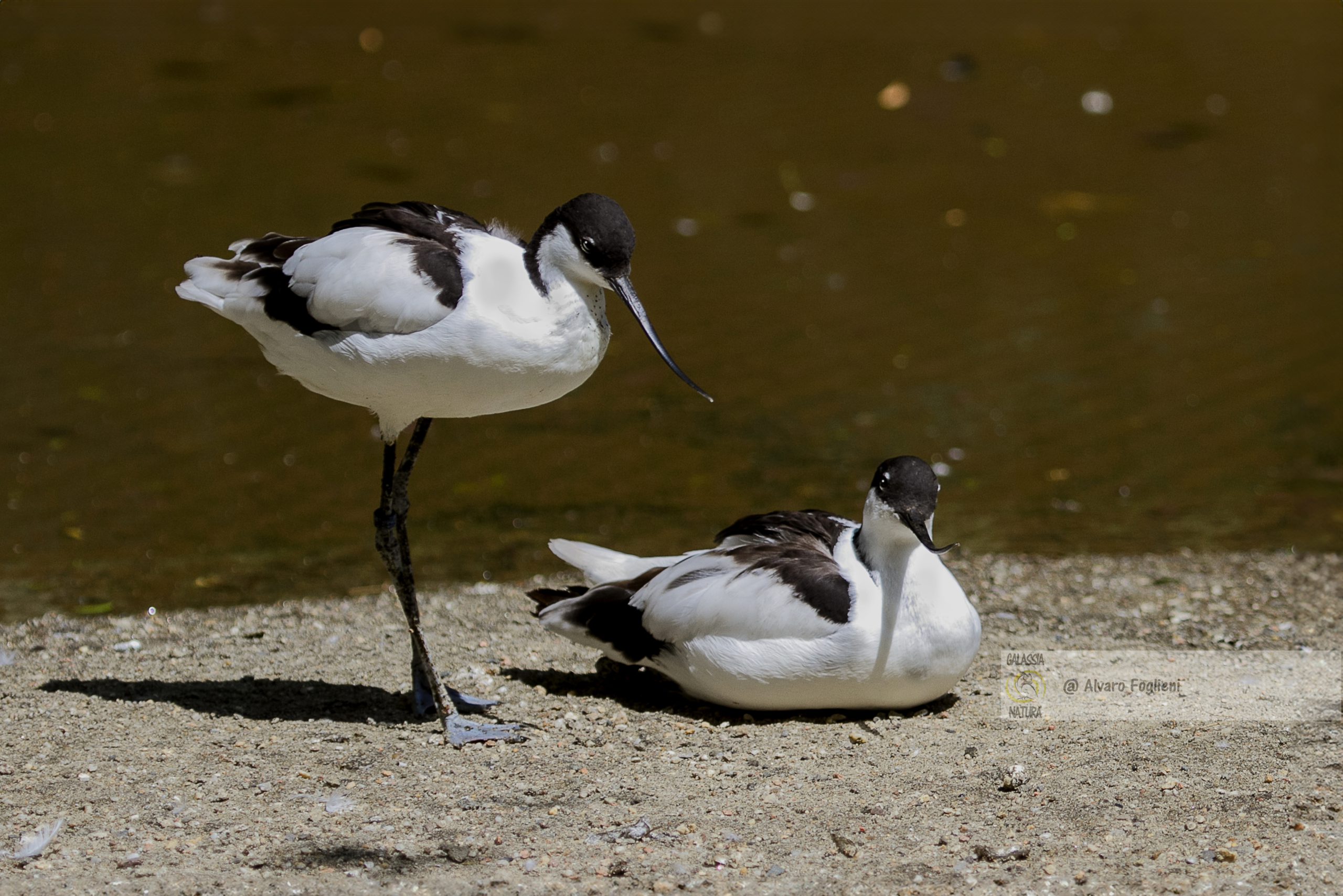 Ritratti, comportamento animale, fotografia naturalistica, fotografia di uccelli, Essere preparato significa essere nel posto giusto, al momento giusto