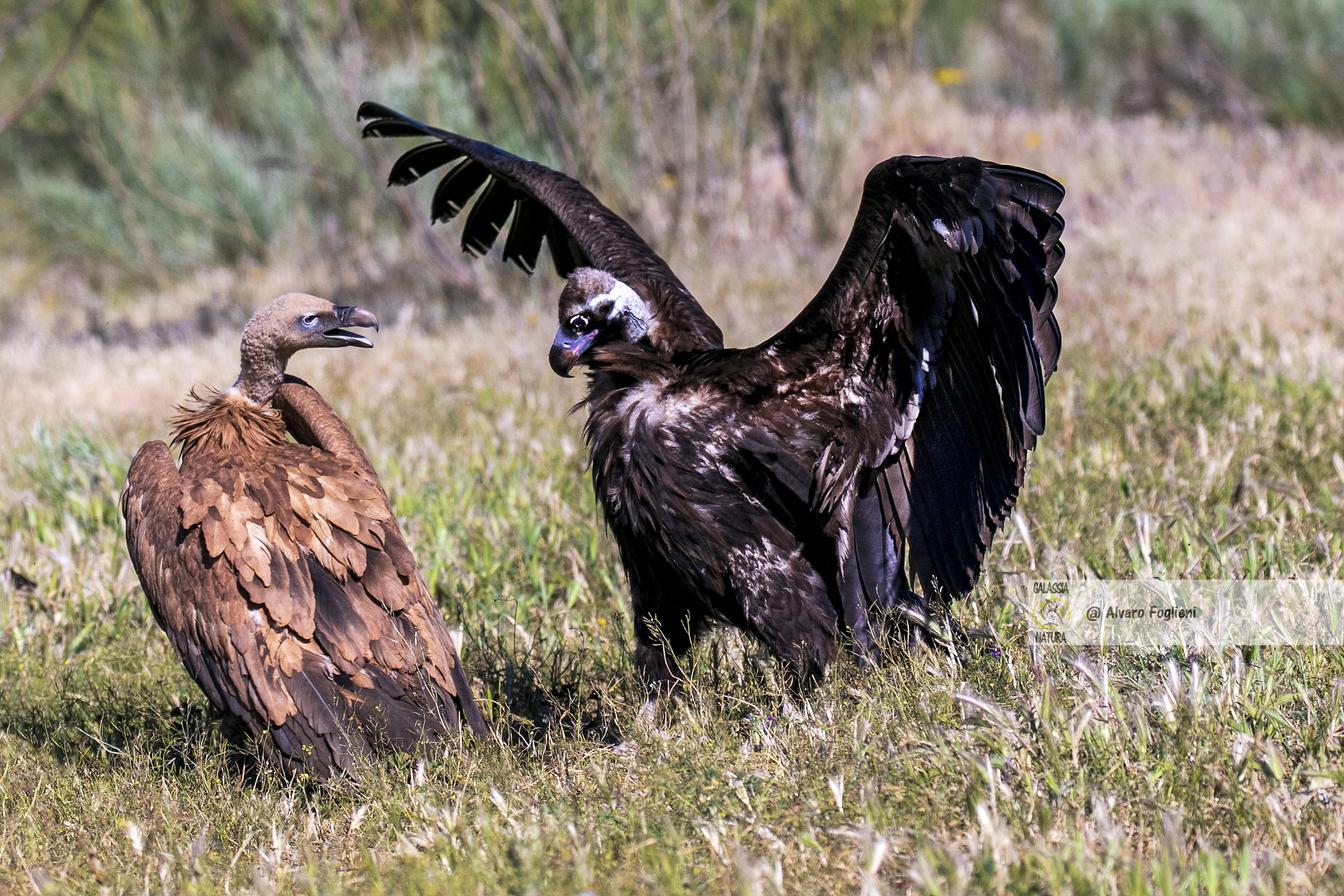 È vero, si inizia sempre catturando immagini di ritratti, Ritratti, comportamento animale, fotografia naturalistica, pianificazione