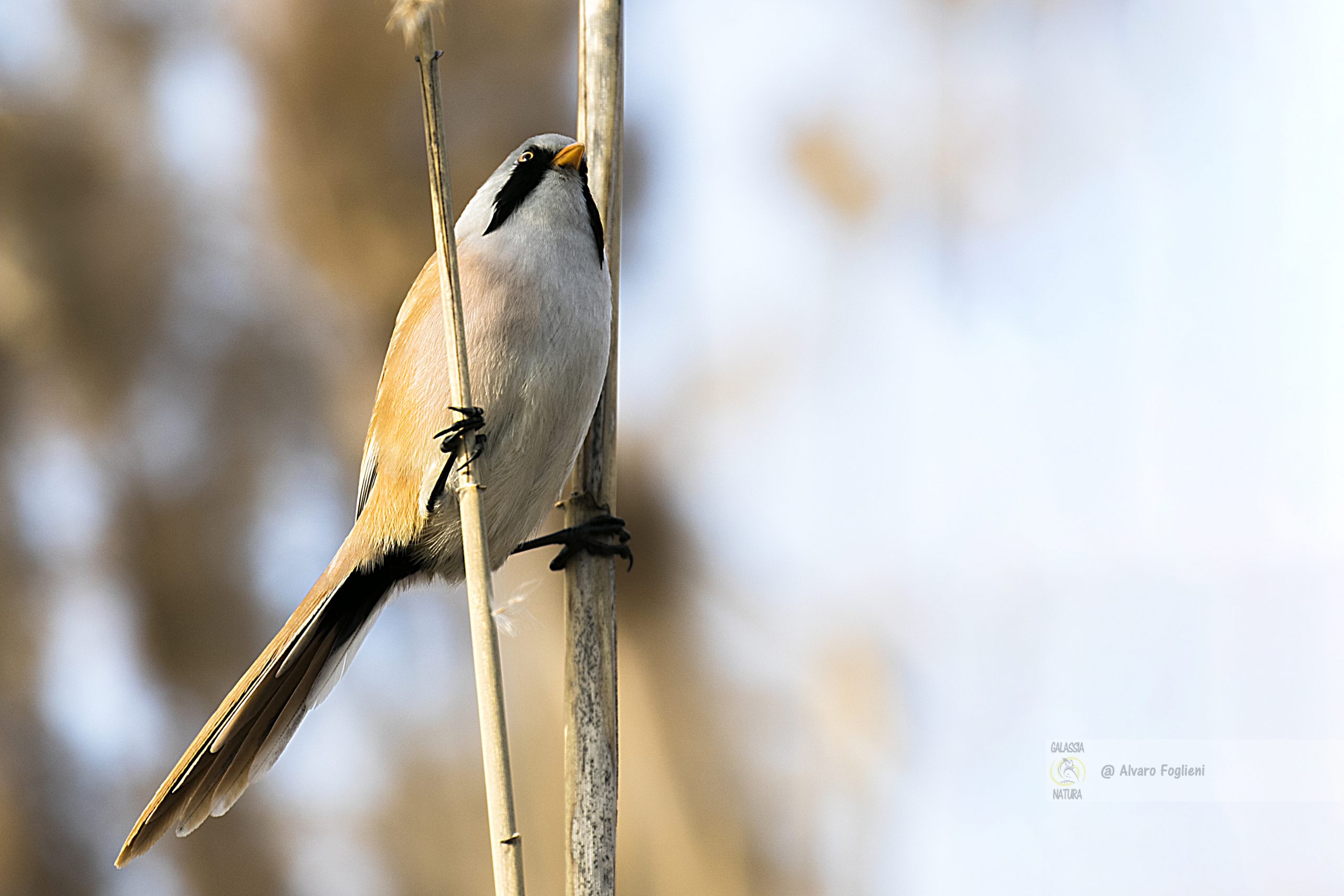 Identificazione dei sessi nei Basettini. Basettino Maschio e Femmina. Caratteristiche Basettino, Identificazione Uccelli, Fotografia Naturalistica, Caccia fotografica,