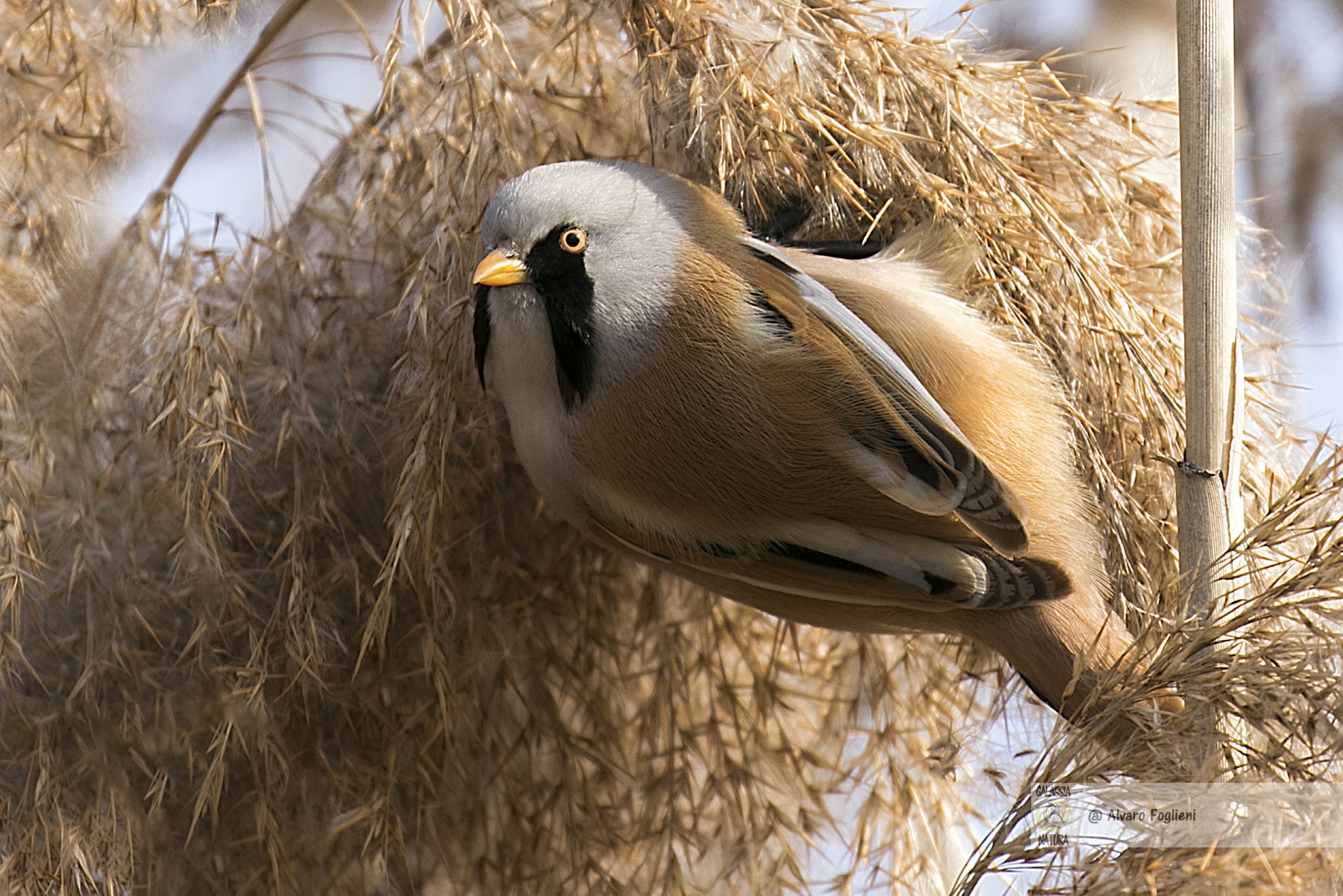 Habitat e comportamenti dei Basettini nei canneti. Basettini Habitat, Canneti Uccelli, Vita Basettino, Fotografia Naturalistica, Caccia fotografica,