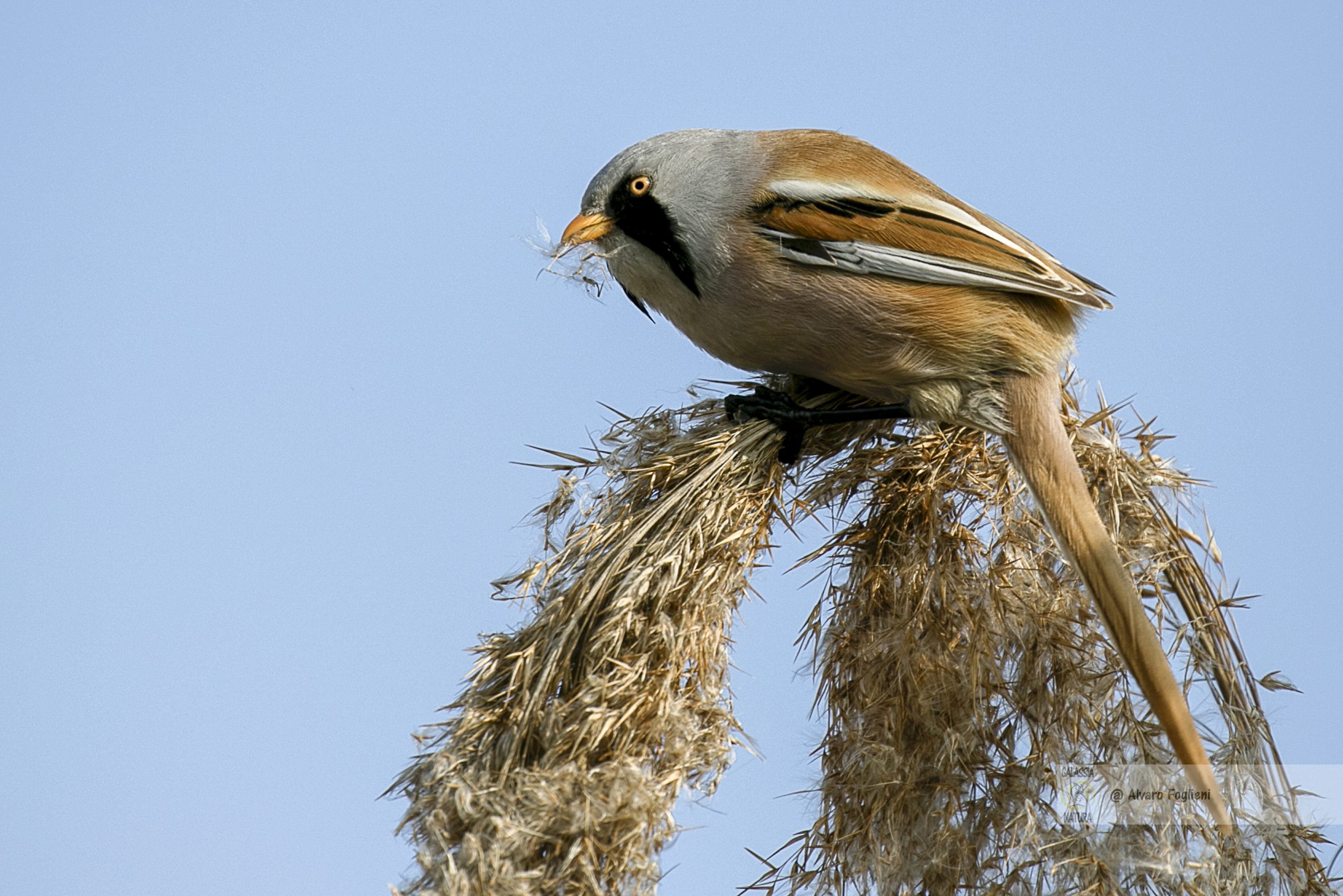 Impostazioni Fotografiche Ottimali per Basettini nei Canneti. Impostazioni Fotocamera, Profondità di Campo, ISO Automatico, Stabilizzazione Obiettivo, Fotografia Naturalistica, Caccia fotografica,