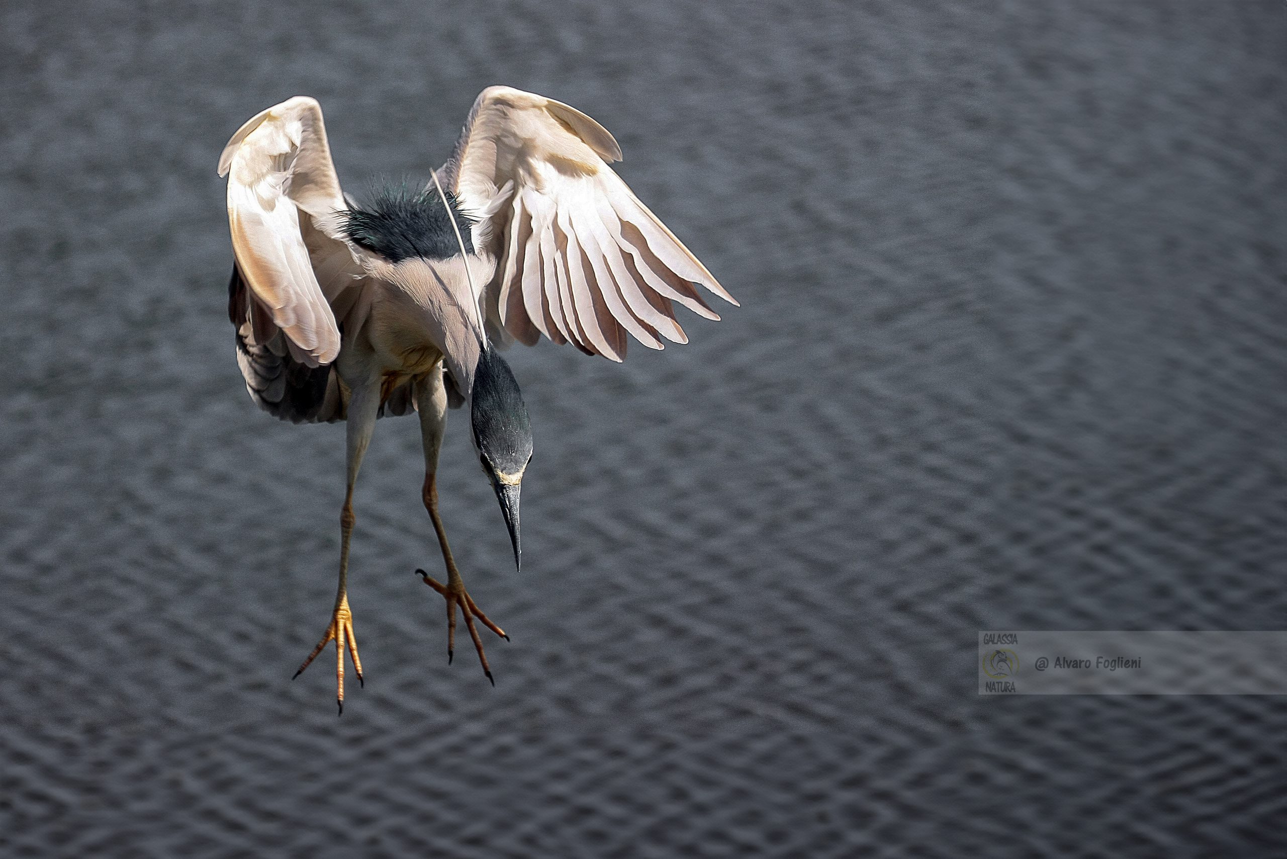 Cosa mangia? ...qual è il suo habitat ideale? Esigenze degli uccelli selvatici, fotografia naturalistica, pianificazione, ricerca