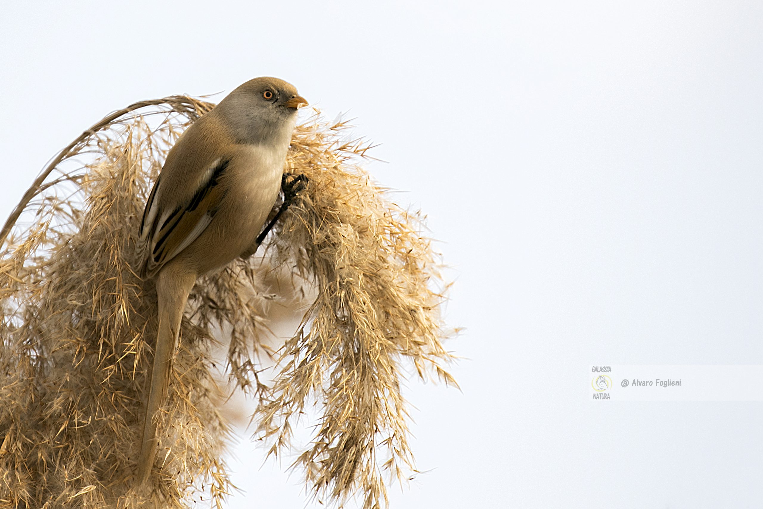 Tecniche di Alimentazione dei Basettini per Semi di Canne. Digerire Semi, Basettino Alimentazione, Frantumazione Semi, Adattamento Basettino, Fotografia Naturalistica, Caccia fotografica, Monogamia e Richiamo Distintivo del Basettino