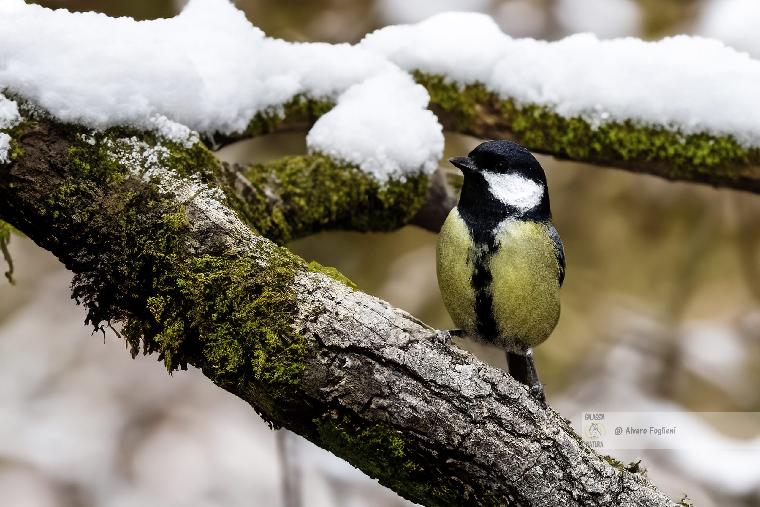 Fotografia natura invernale, Scattare foto nella neve, Esposizione corretta neve, Tecniche fotografia invernali