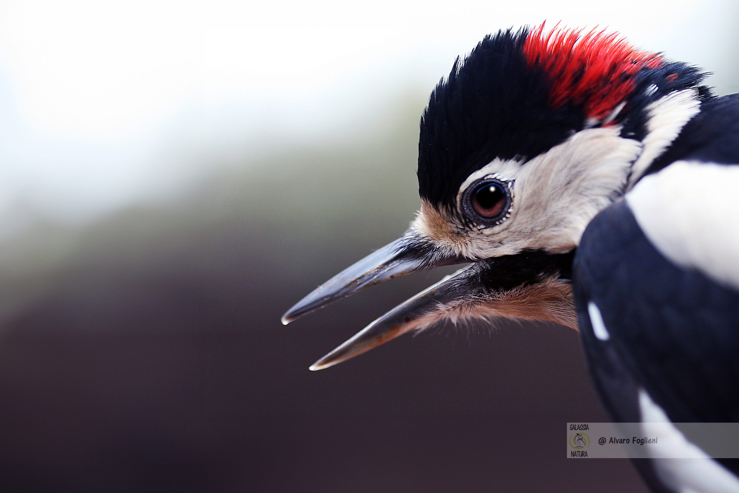 Come fotografare il Picchio rosso maggiore, comportamento Picchio rosso maggiore, fotografia naturalistica, Foto nel bosco, uccelli di bosco