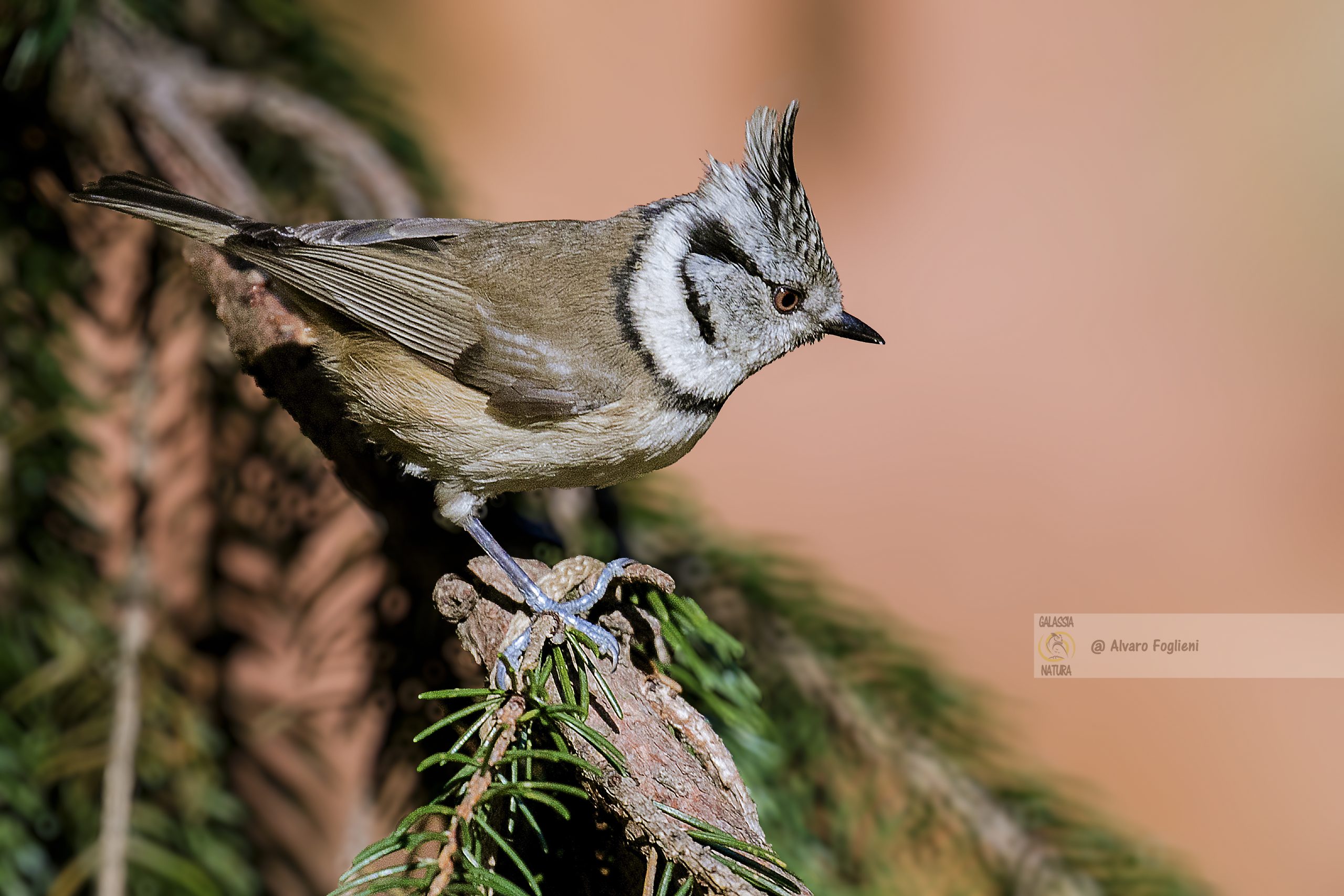 La soddisfazione di fotografare la Cincia dal ciuffo; Consigli e motivazione; fotografia Cincia dal ciuffo, sfide fotografia uccelli piccoli, bellezza avifauna, tecniche fotografia naturalistica avanzata