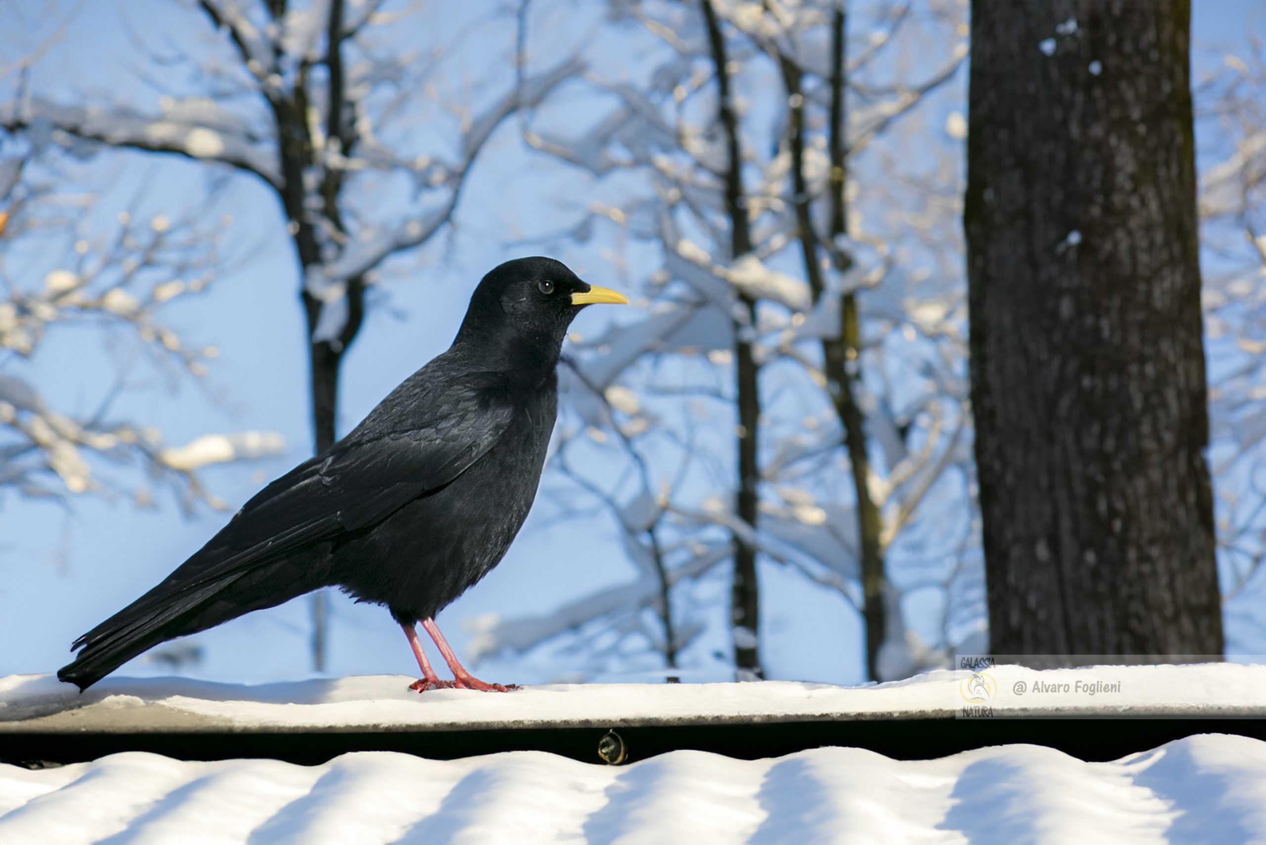 tutela degli uccelli durante la fotografia invernale, gruppo fotografico Milano, corsi di fotografia naturalistica Milano,