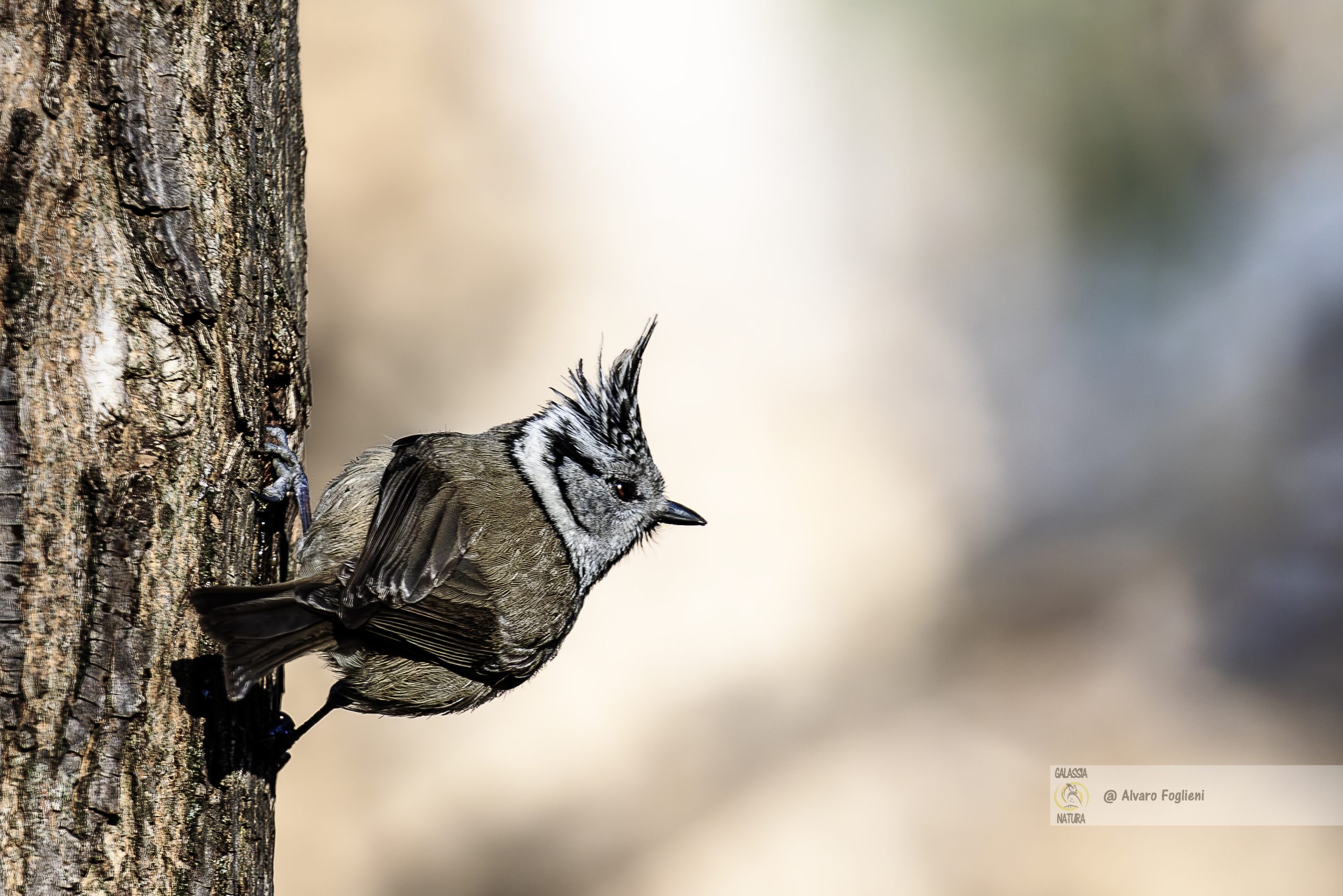 Tecniche di alimentazione della Cincia dal ciuffo, consigli fotografici, alimentazione Cincia dal ciuffo, fotografare uccelli in inverno, tecniche fotografia naturalistica, Cincia dal ciuffo in natura