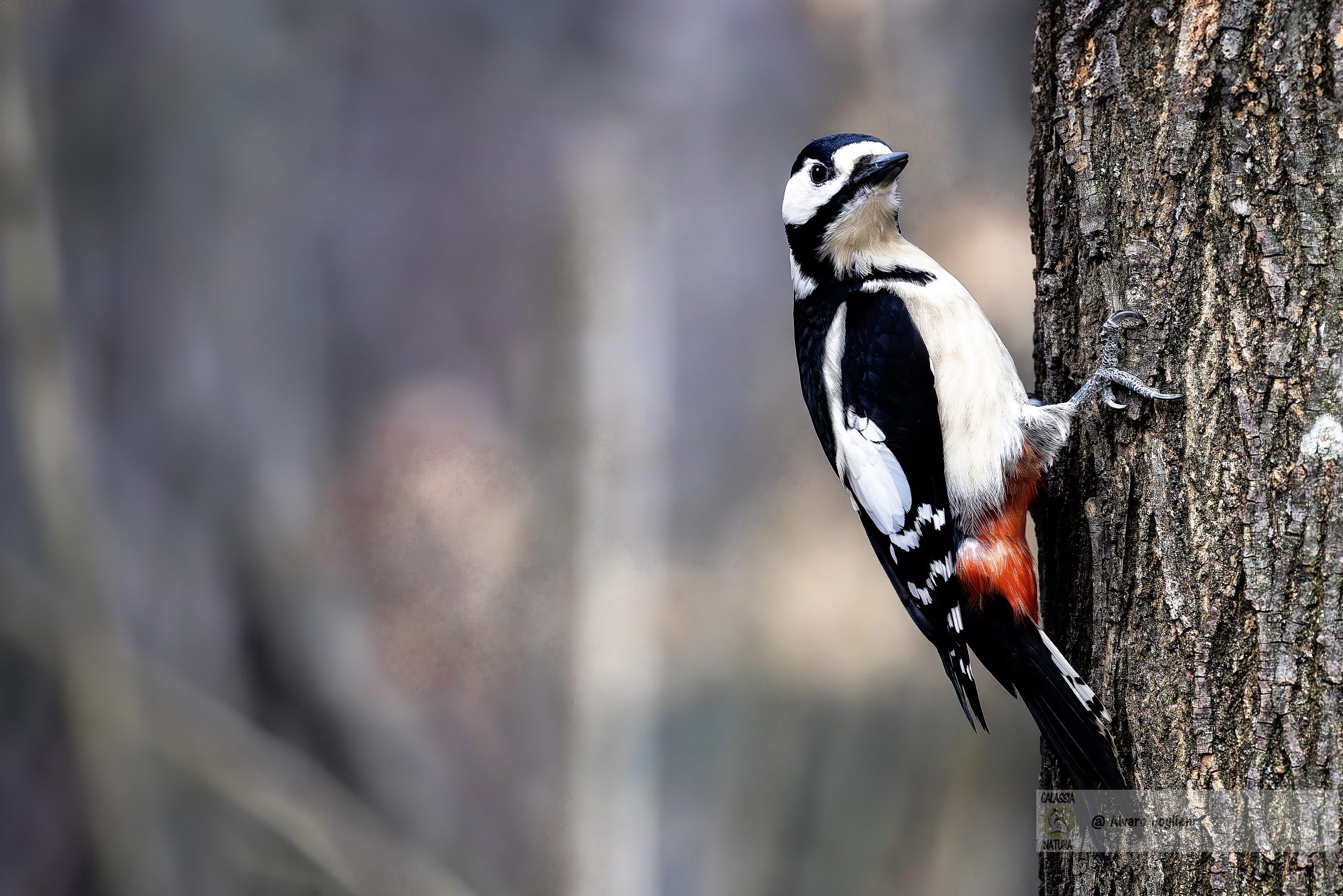 fotografia di uccelli, fotografia naturalistica, fotografare il picchio rosso maggiore, gruppo fotografico Milano