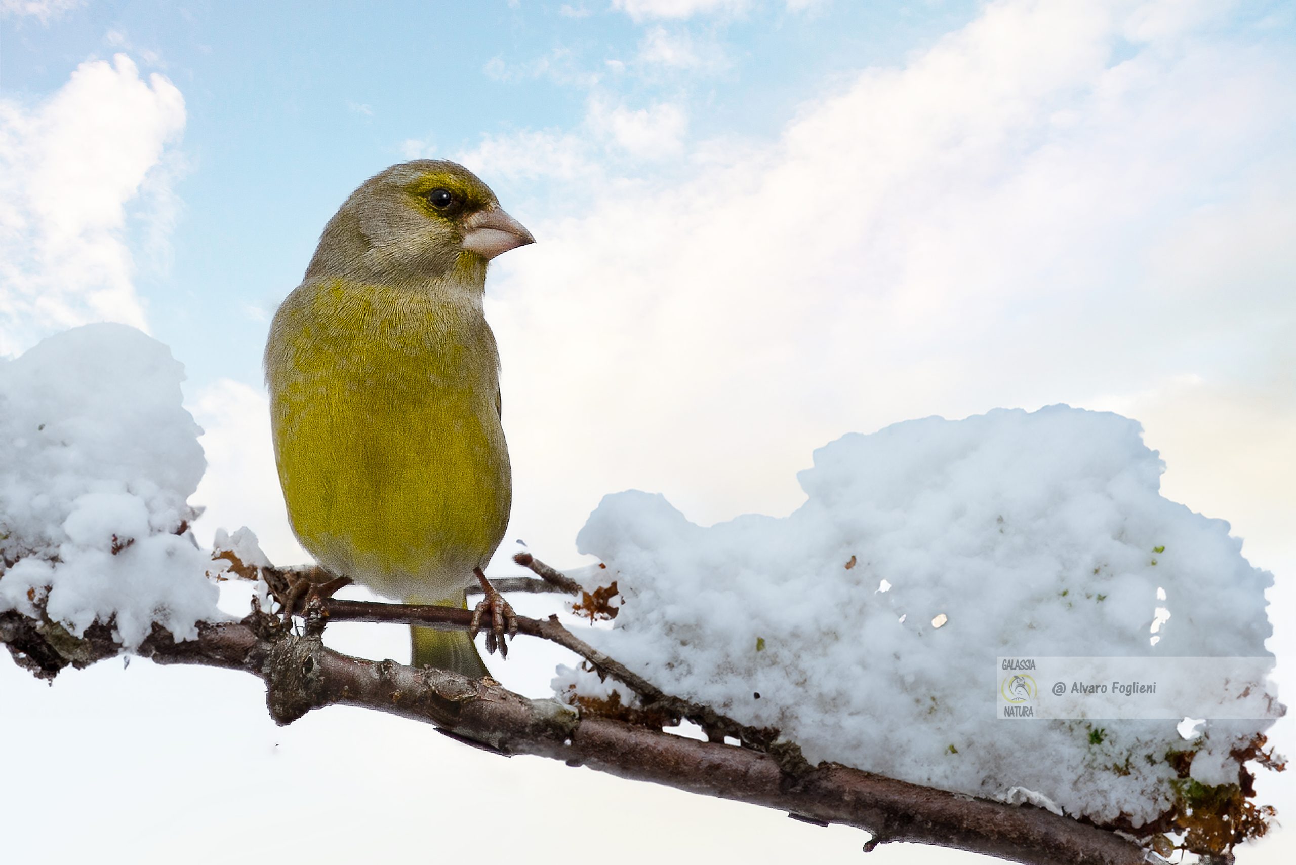 Ritratti uccelli neve, Luce invernale fotografia, Fotografia montana inverno, Compensazione esposizione neve, Misurazione SPOT fotografia