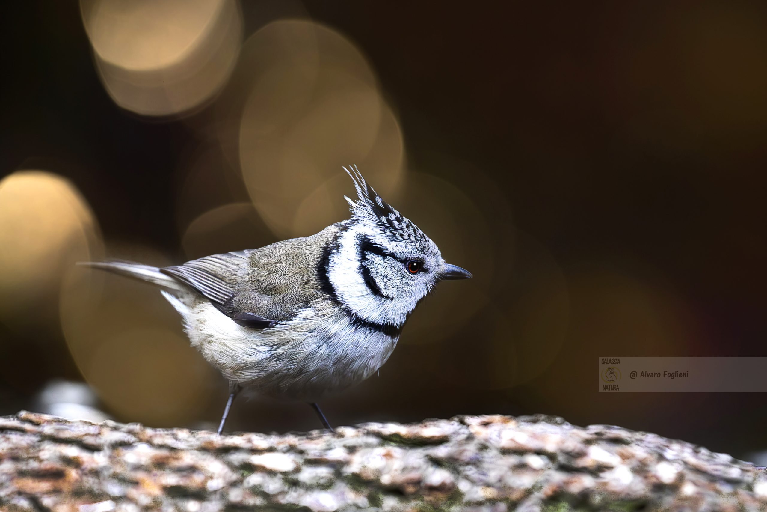 Strategie per fotografare la Cincia dal ciuffo nel suo habitat, territorio Cincia dal ciuffo, tecniche di osservazione avifauna, fotografia di uccelli, posatoi Cincia dal ciuffo