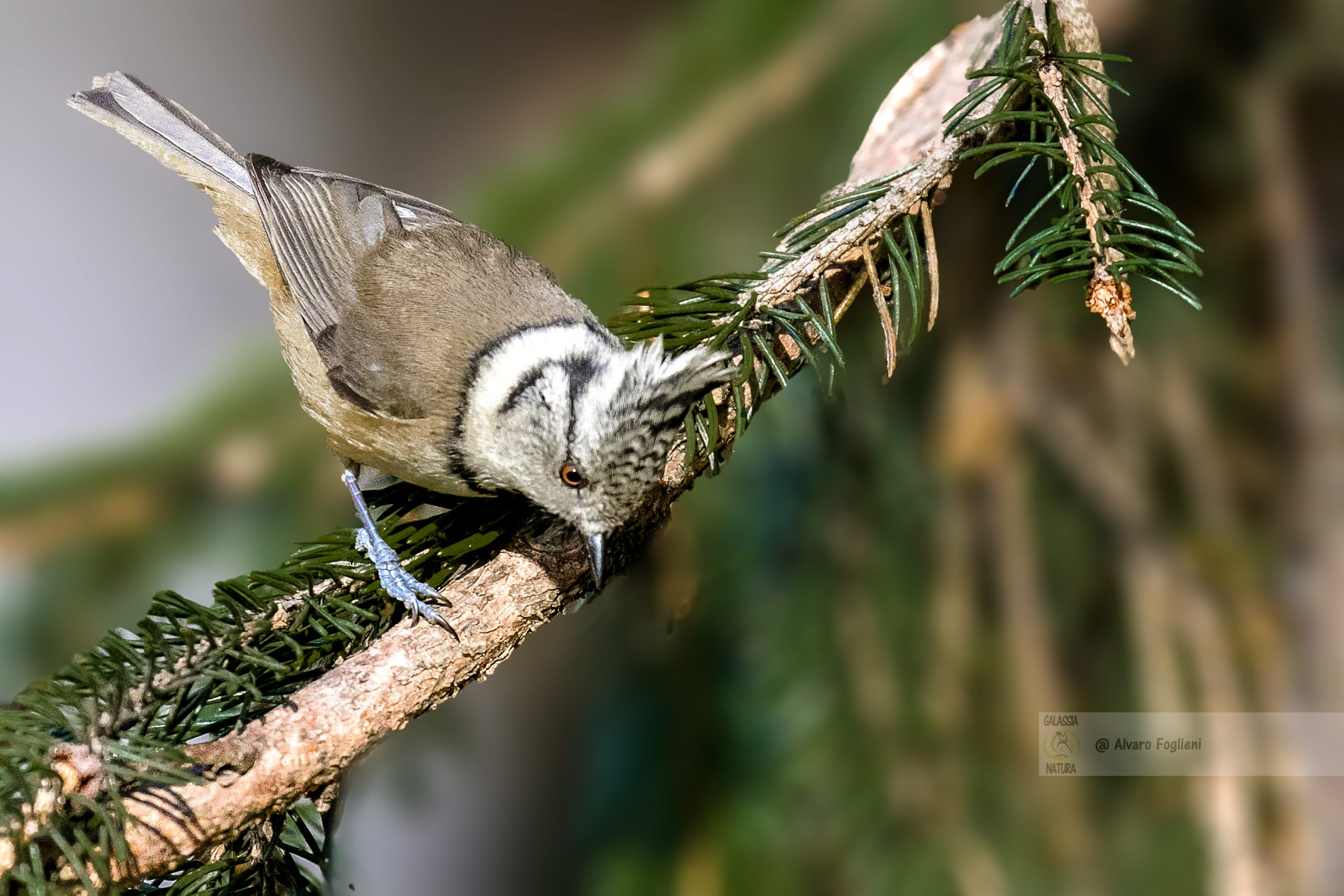 Pazienza e discrezione nella caccia fotografica; Segreti per fotografare la timida Cincia dal ciuffo; comportamento Cincia dal ciuffo, fotografia di uccelli timidi, pazienza fotografia naturalistica, tecniche di approccio discreti