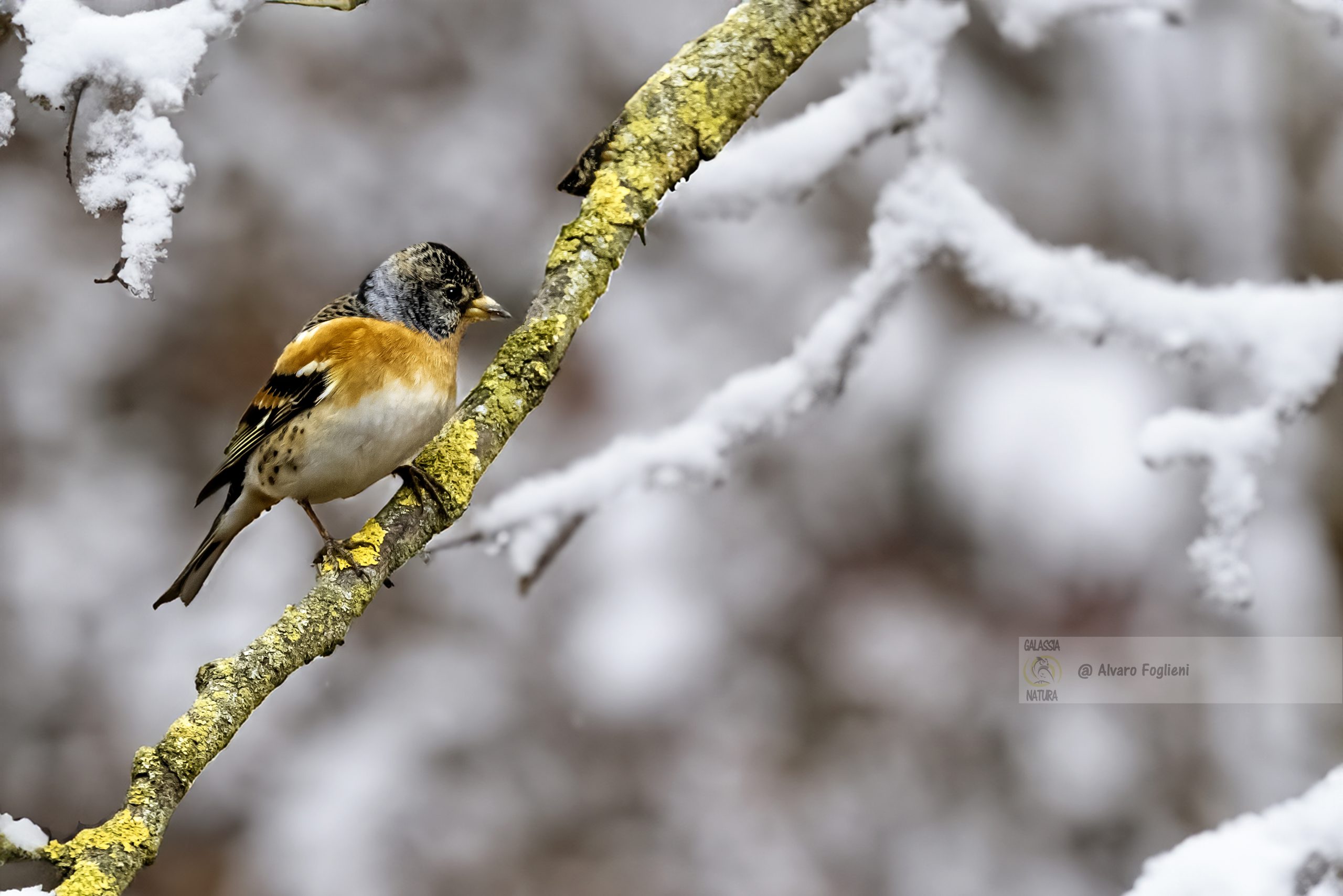 Formato RAW vs JPEG, Disturbo animali selvatici, Etica fotografia wildlife, fotografia di natura invernale
