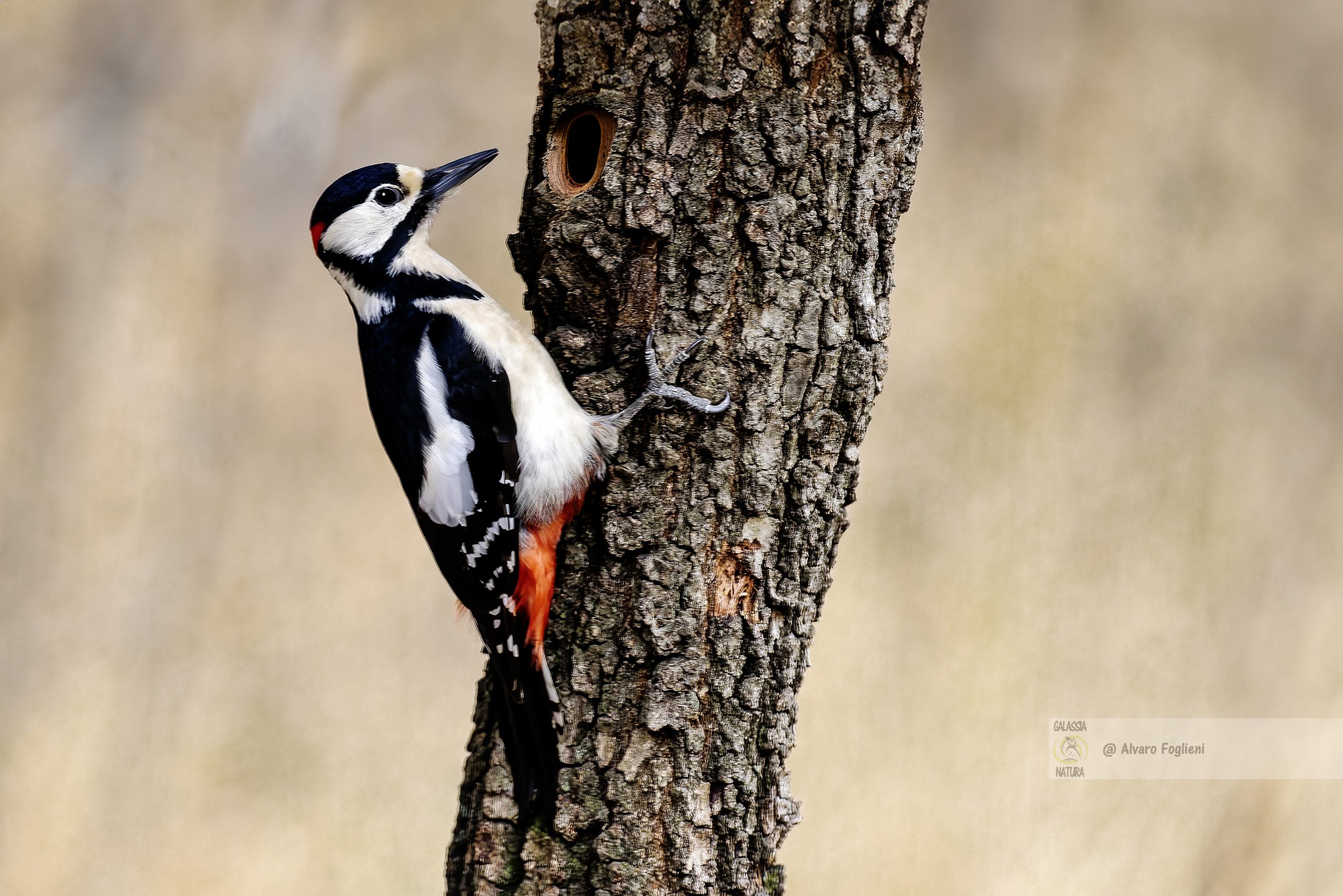 Picchio rosso maggiore tamburellante, Il taburellare del Picchio; perchè i picchi tamburellano i tronchi degli alberi, richiamo picchi, nidificazione picchi,