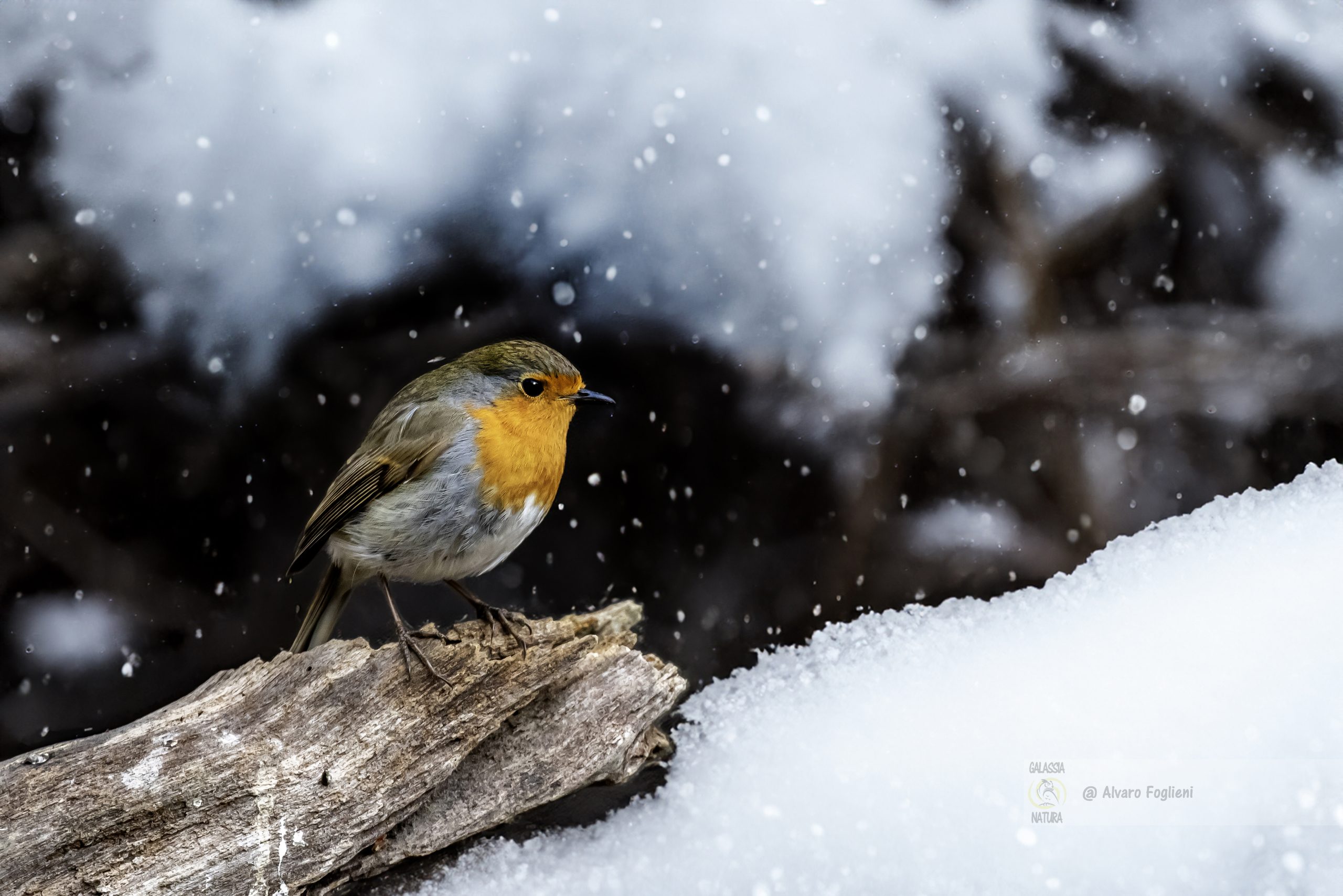 neve e fotografia di paesaggio, esposizione per neve bianca, compensazione dell'esposizione in ambiente innevato, misurazione SPOT in fotografia